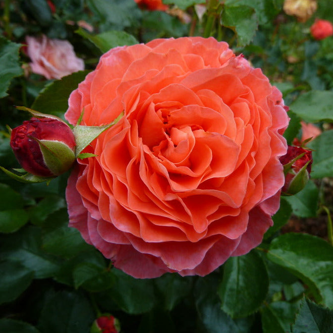 Anglia Love™ (A.K.A. Coquitlam) Bare Root Rose Bush