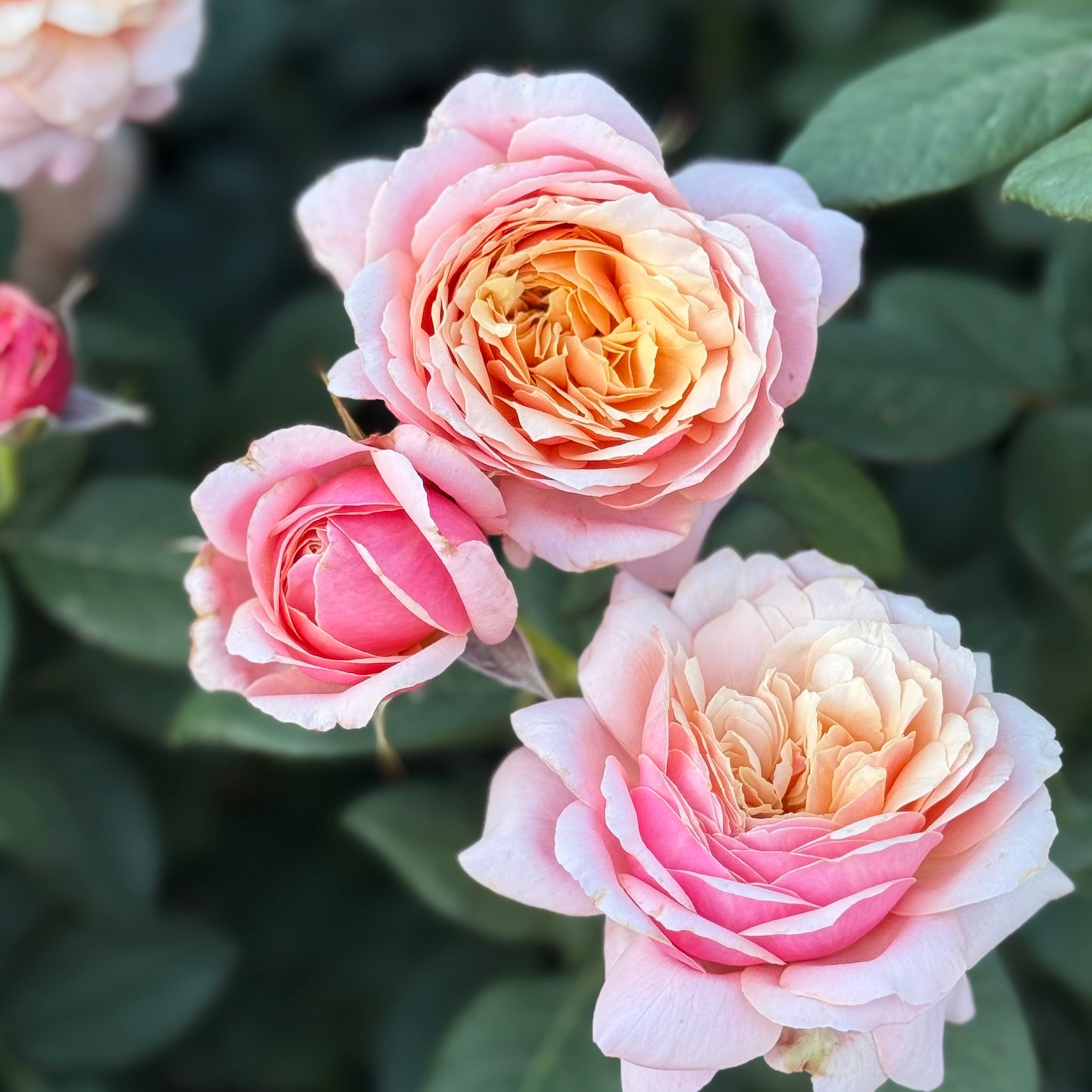 State of Grace ™ Potted Rose Bush