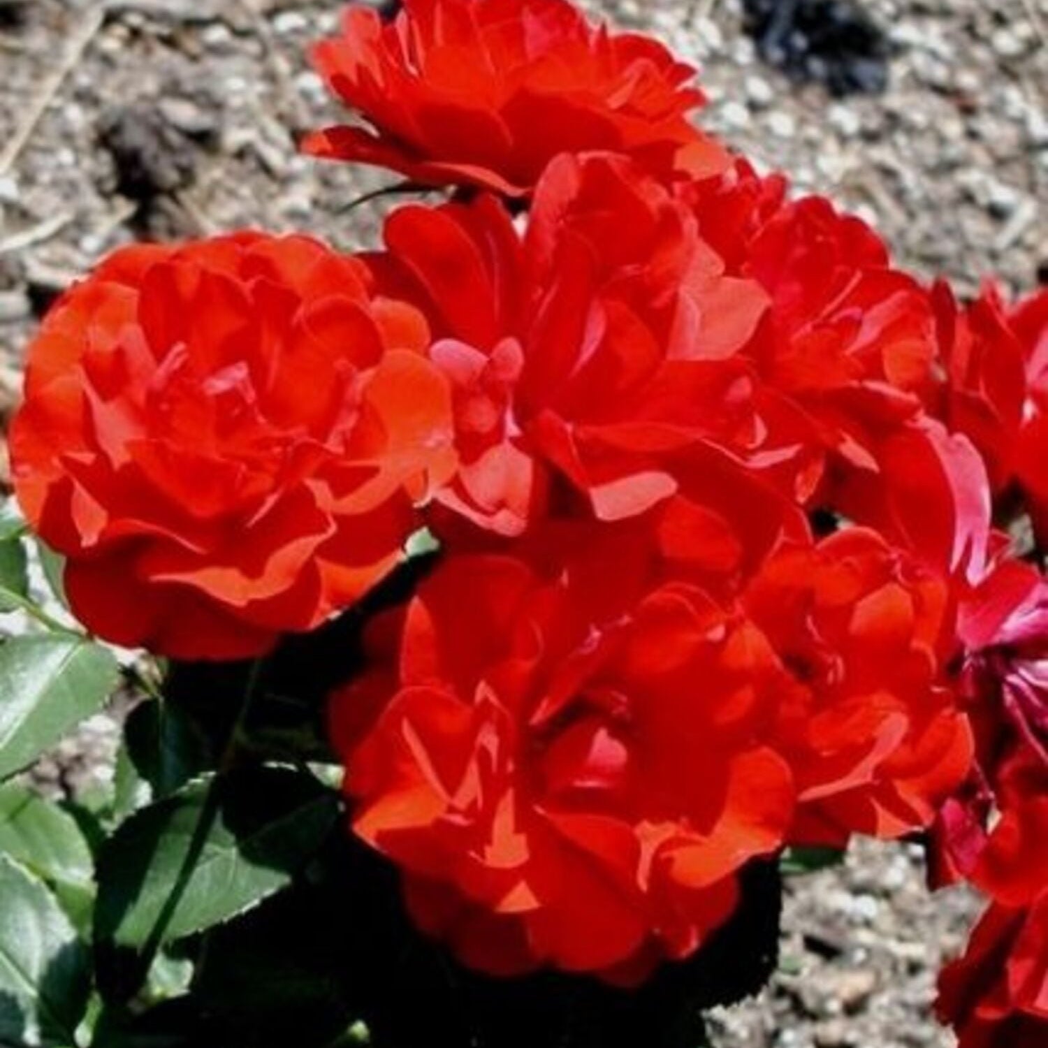 Showbiz™ Potted Rose Bush