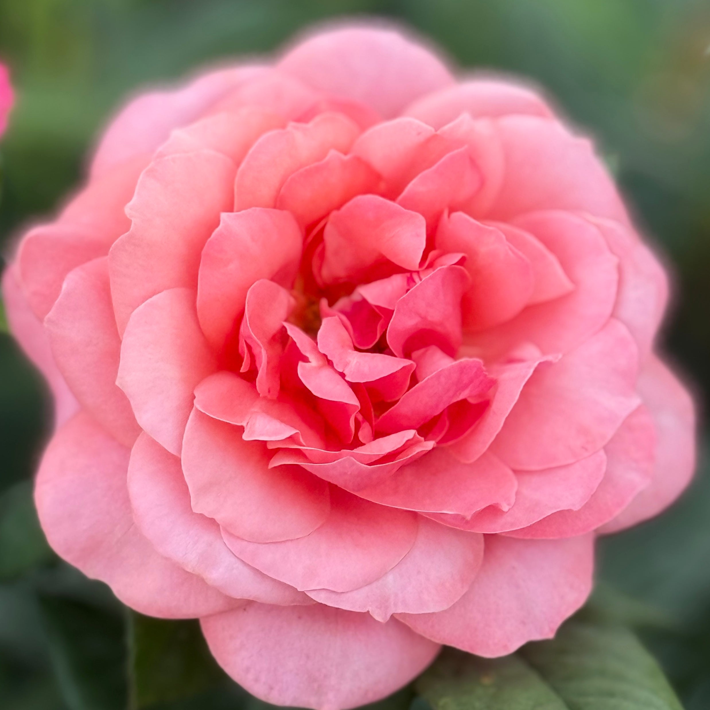 Uptown Girl® Potted Rose Bush