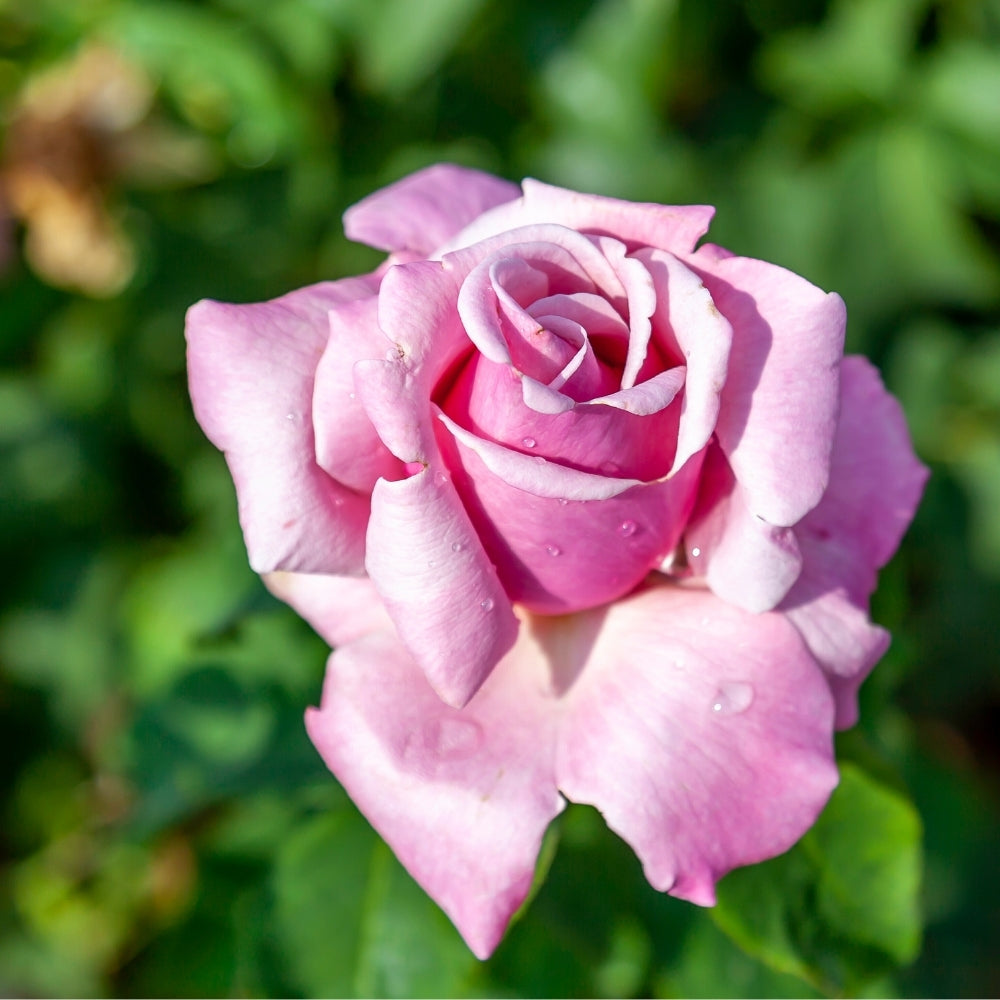 Memorial Day®  Bare Root Rose Bush