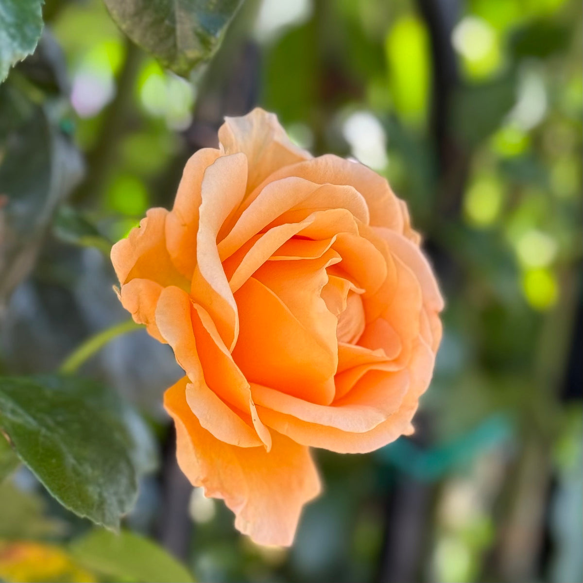 Golden Opportunity™ Bare Root Climbing Rose Bush