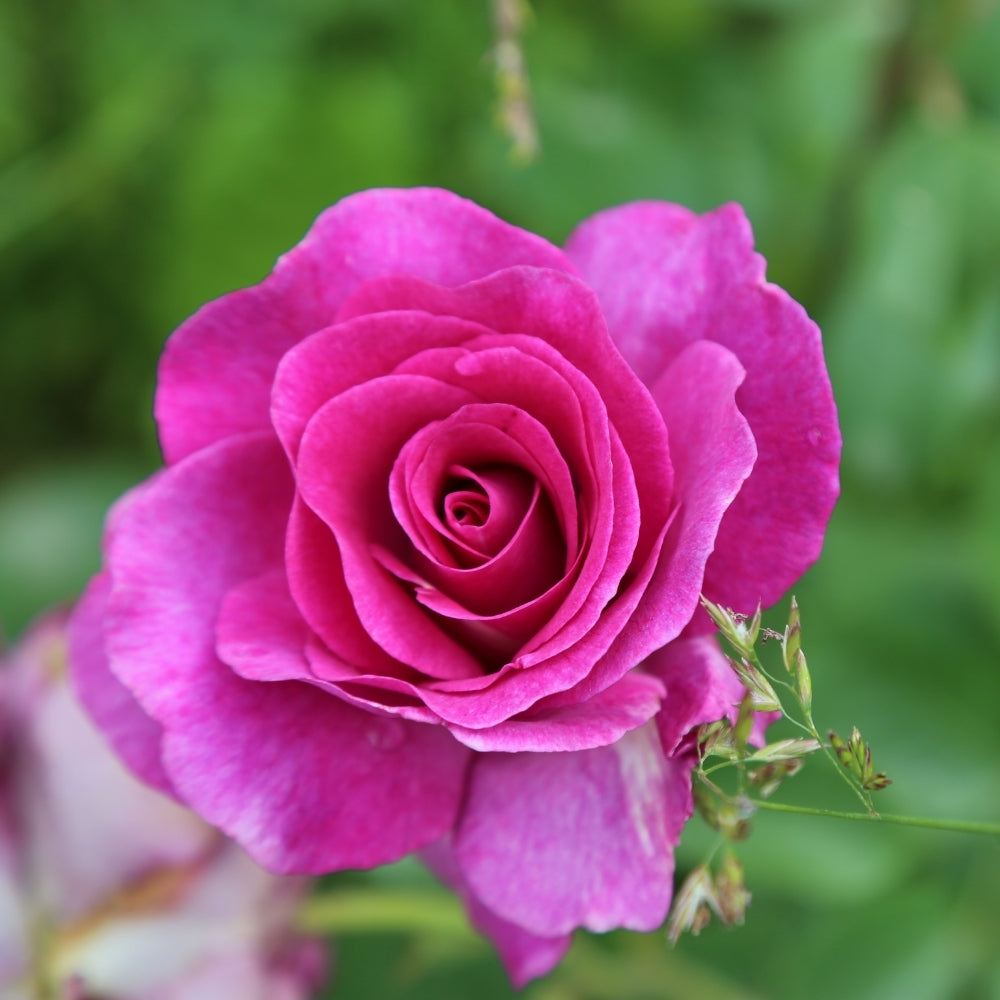 Melody Parfumee™ Bare Root Rose Bush