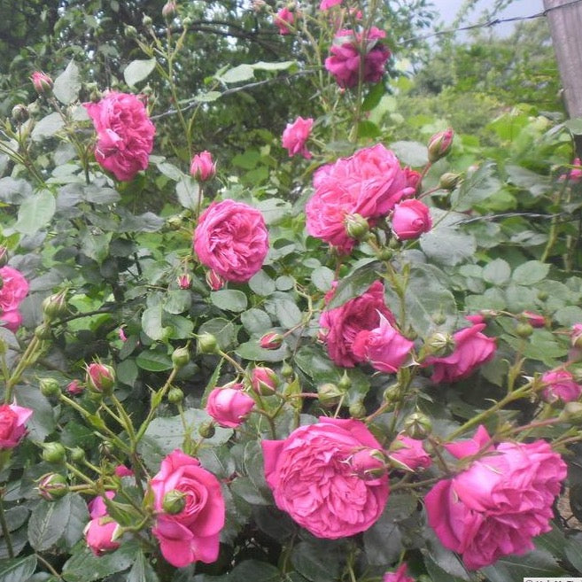 Arborose® Laguna™ Climbing Potted Rose