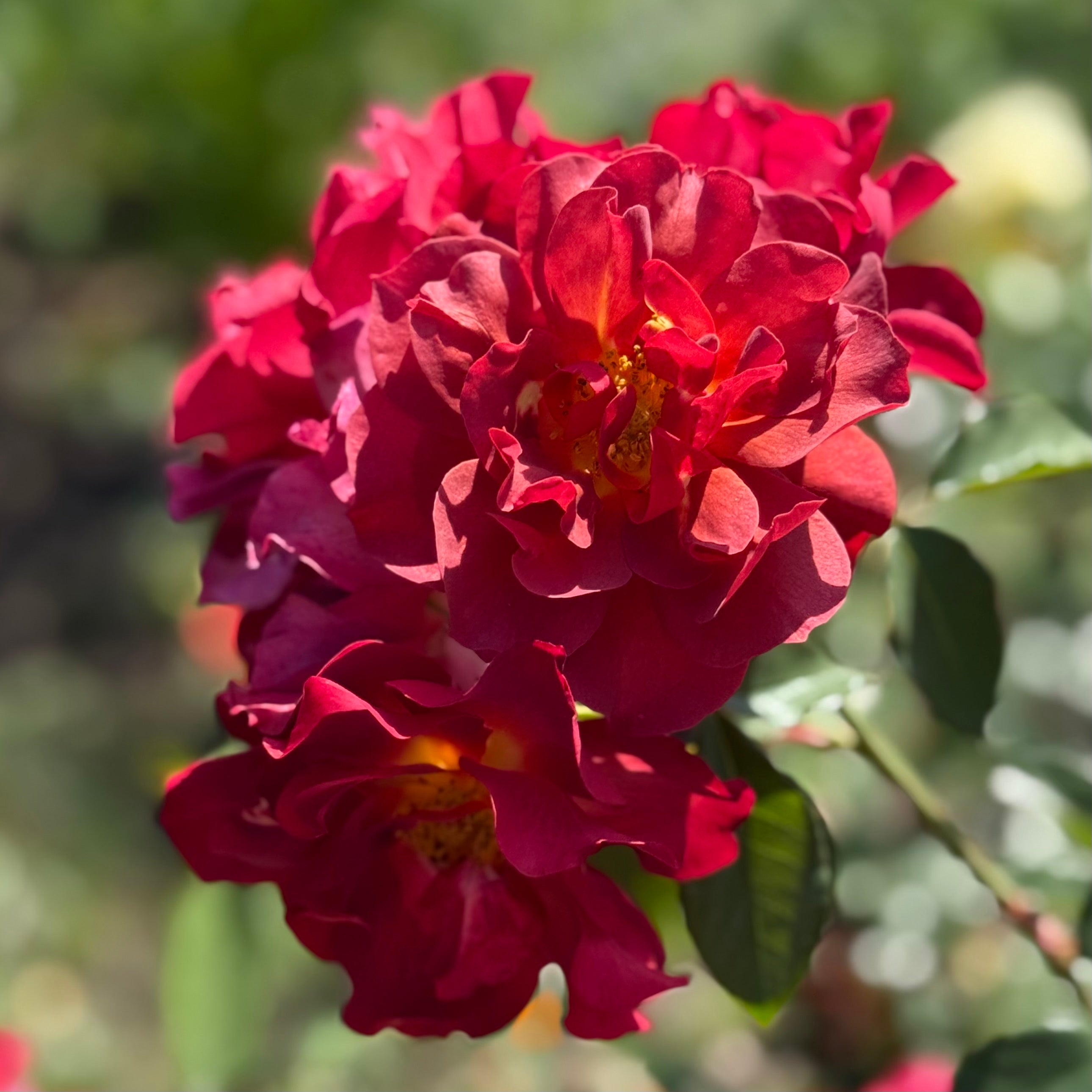Cinco de Mayo™ Potted Rose Bush