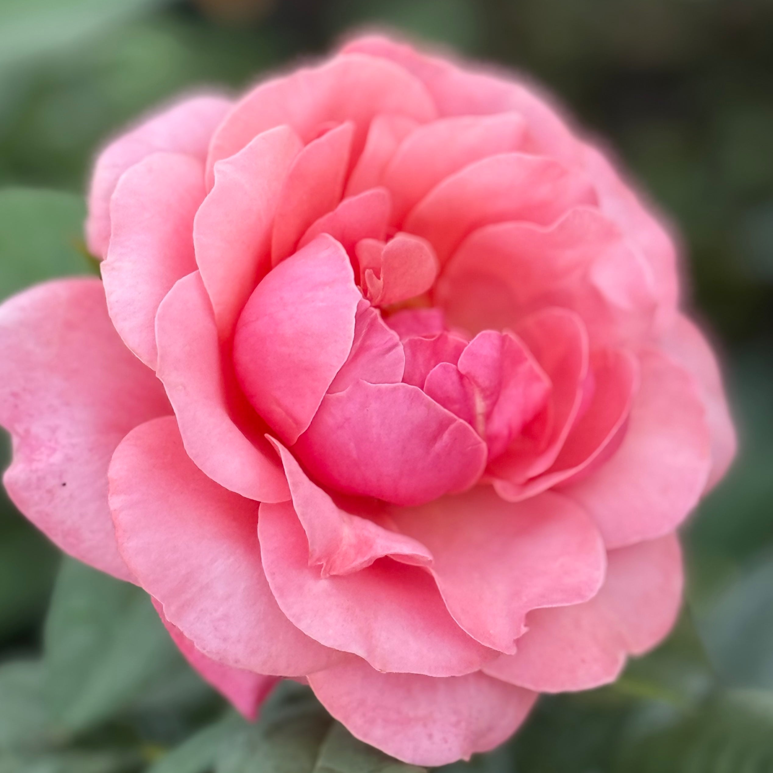 Uptown Girl® Potted Rose Bush