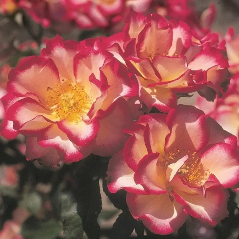 Betty Boop Potted Rose Bush