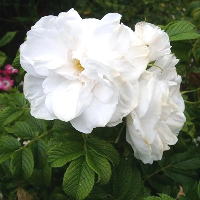 Blanc Double de Coubert Potted Rose Bush