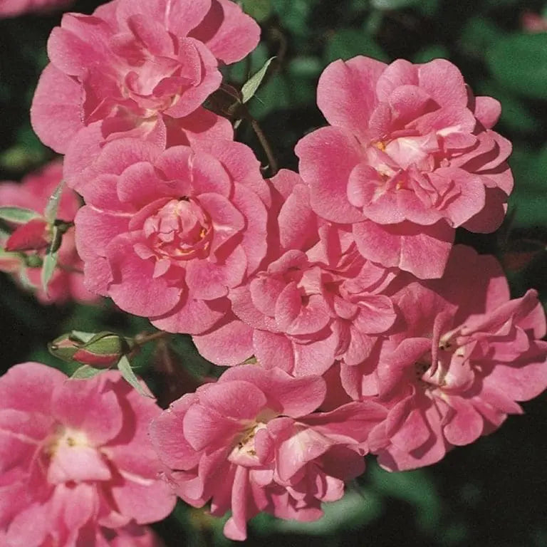 China Doll Bare Root Rose Bush