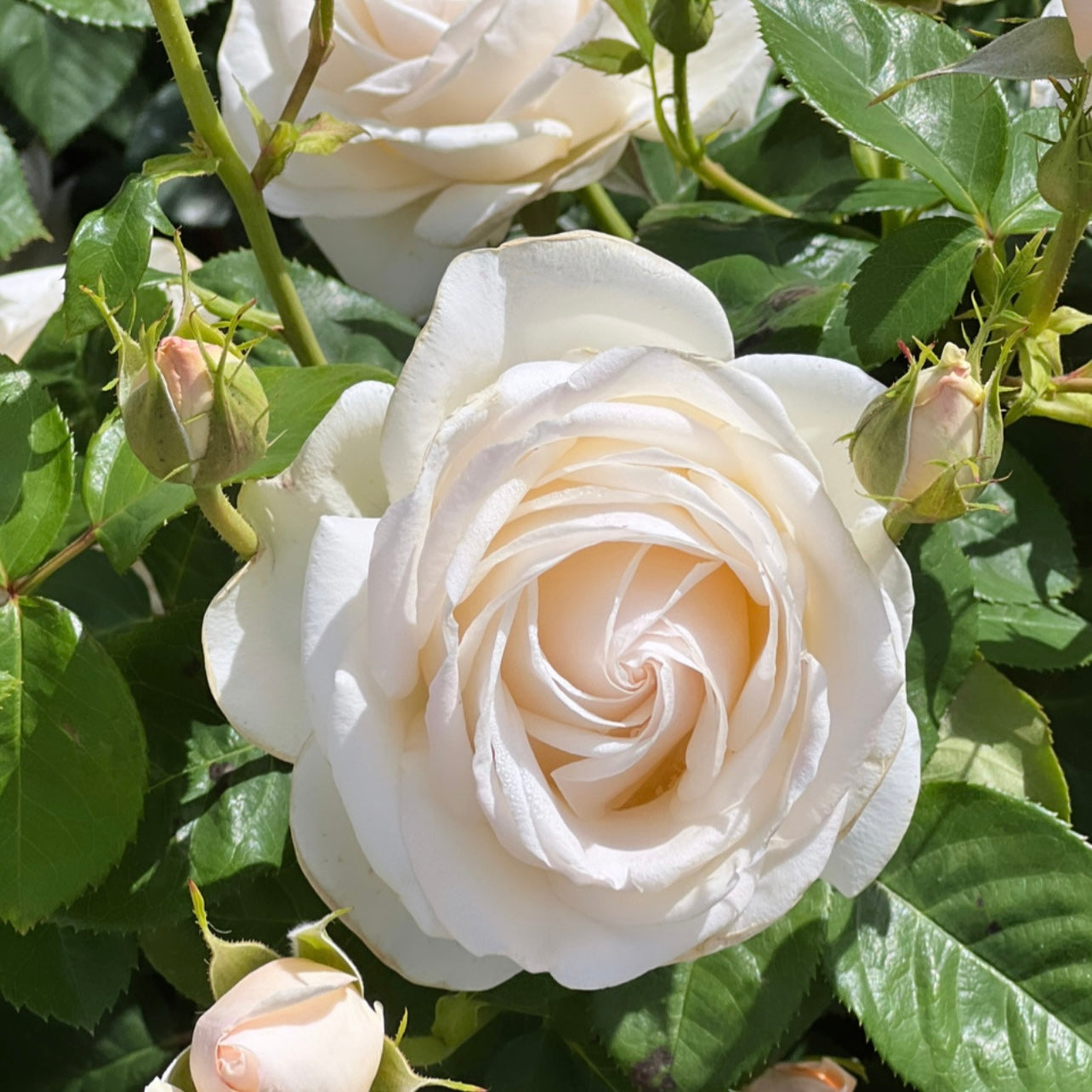 Easy Spirit™ Potted Tree Rose