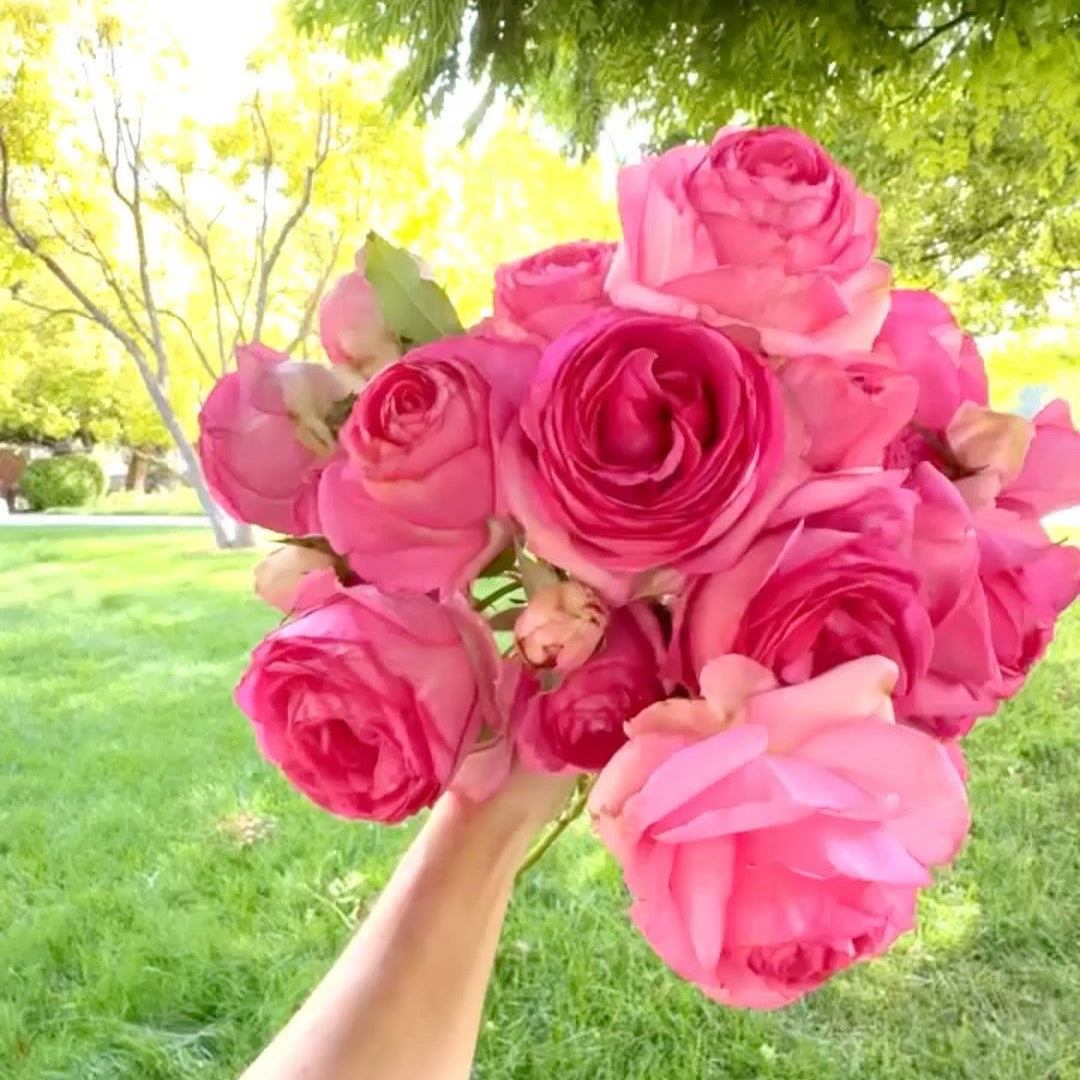 Eden Climber® Pretty In Pink Potted Climbing Rose