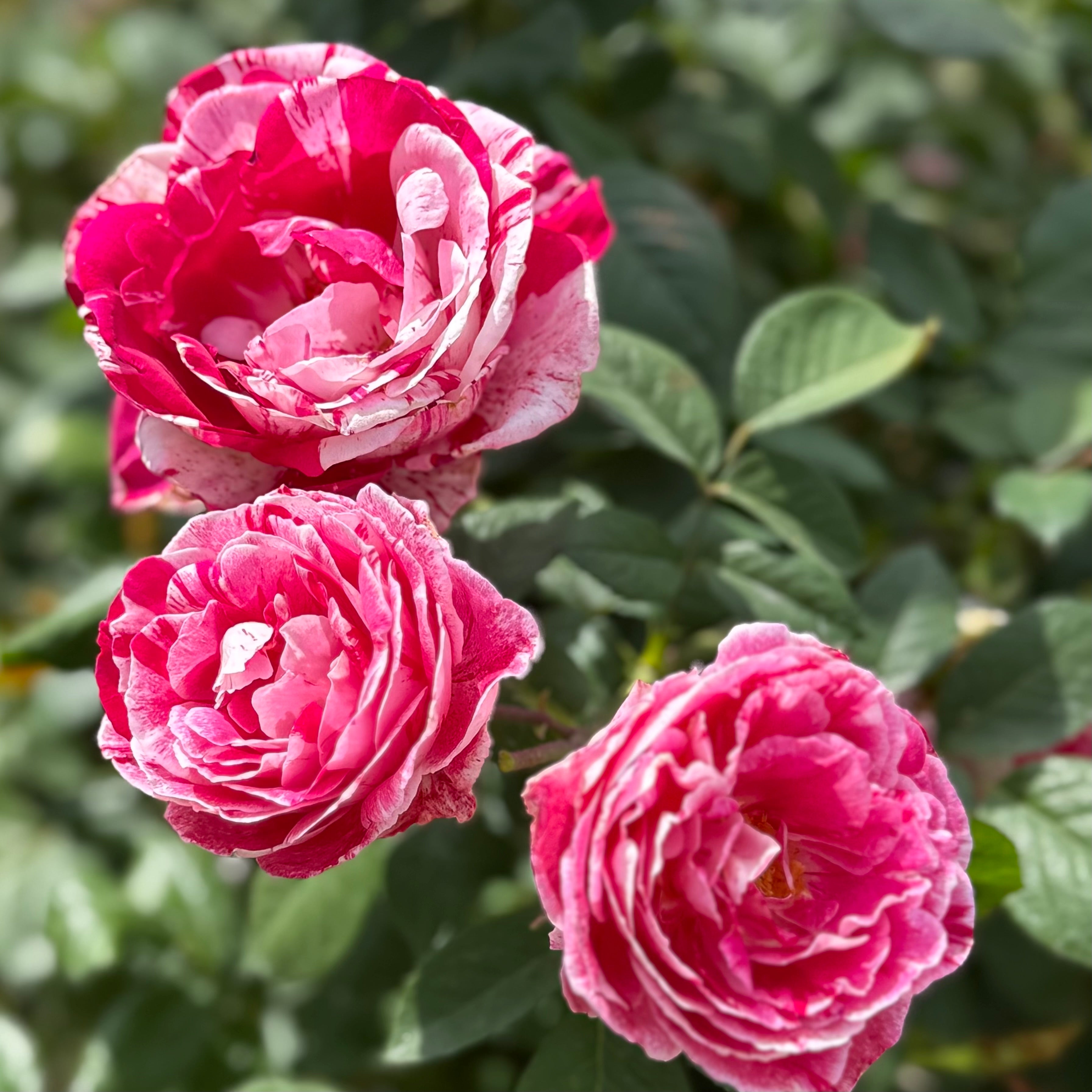 Scentimental Potted Rose Bush | Red White Striped Rose | Grace