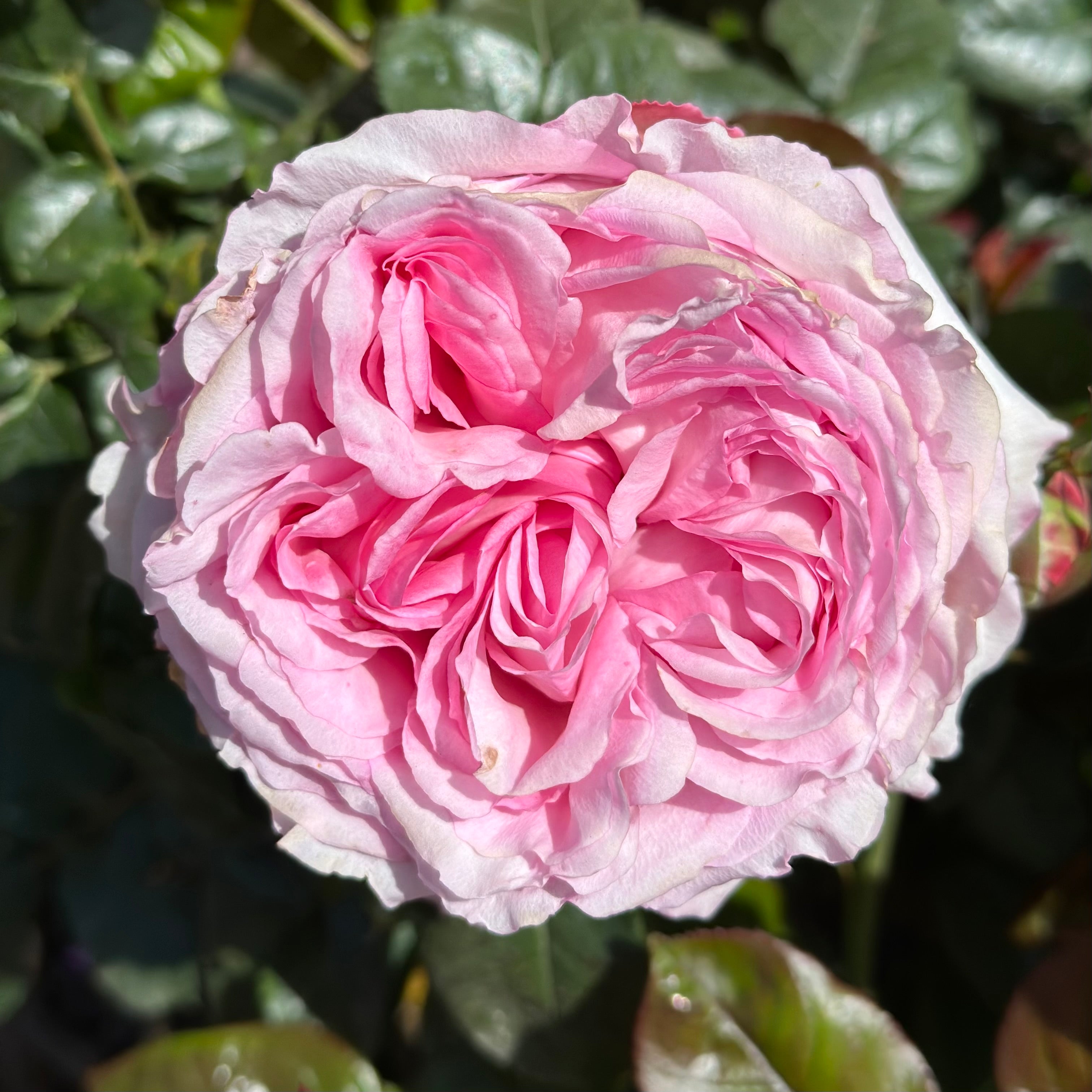 Romantica® Ball Gown™ Potted Rose Bush