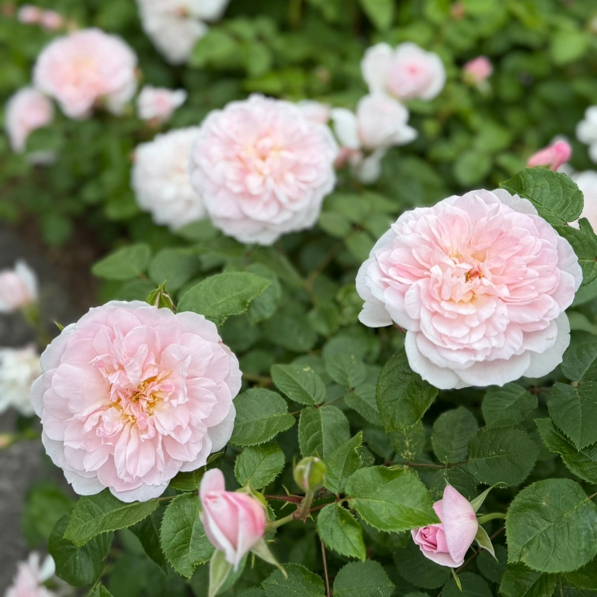 David Austin® Elizabeth® Potted Rose Bush