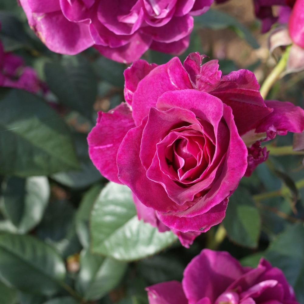 Intrigue Bare Root Tree Rose