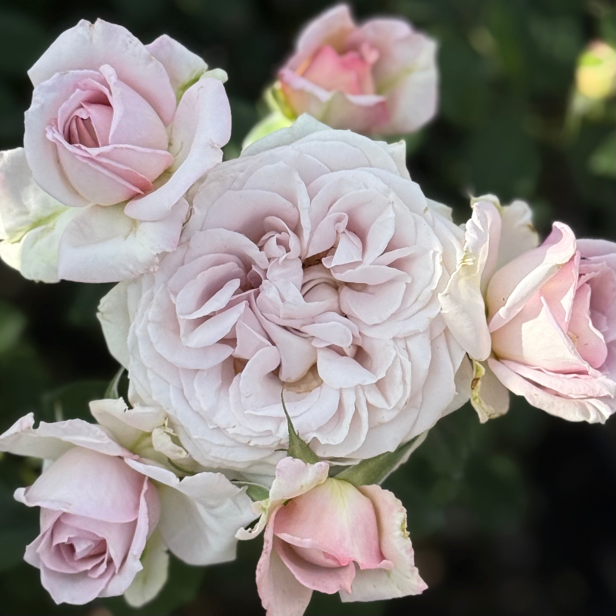 Silver Lining™ Potted Rose Bush - Grace Rose Farm