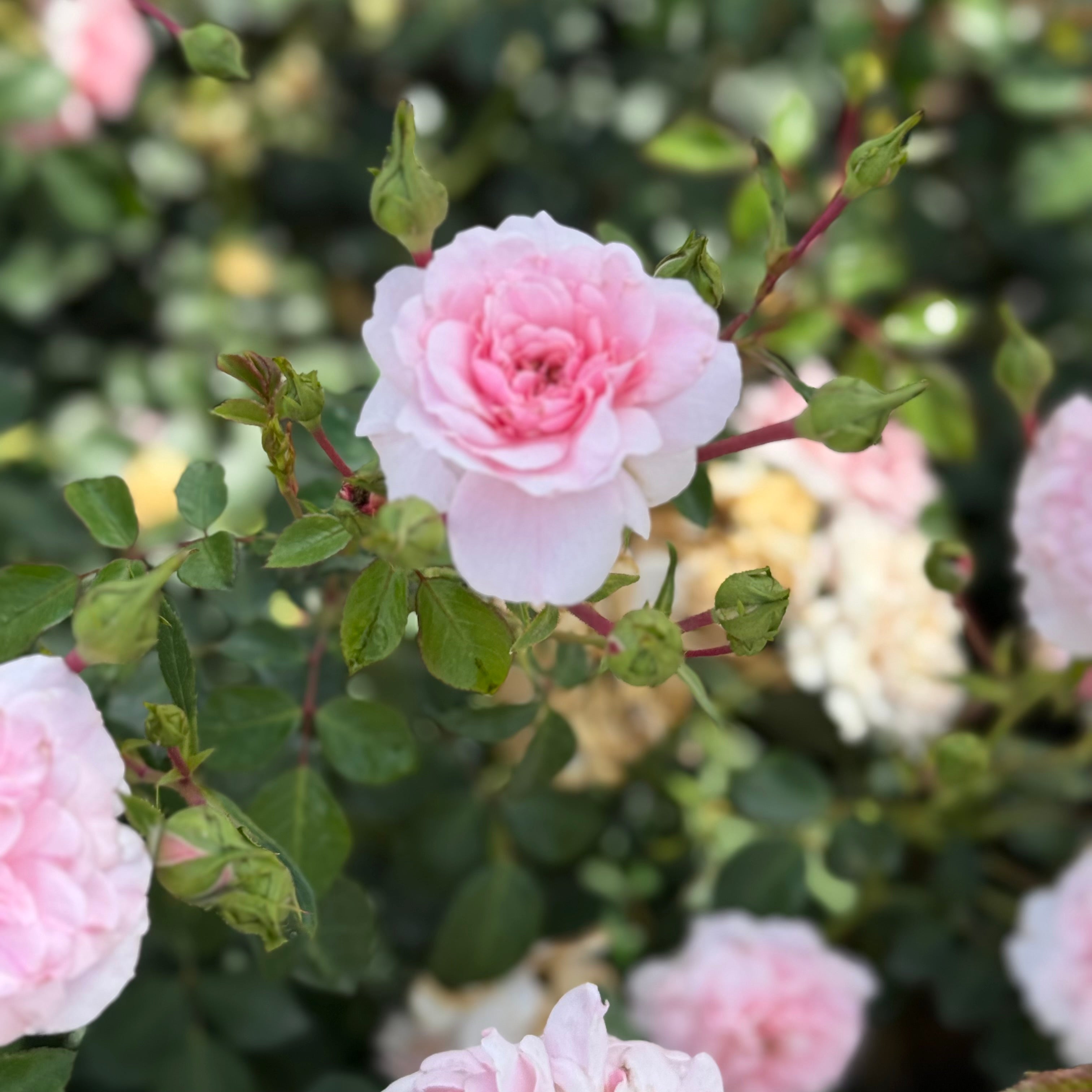 Bonica® Potted Rose Bush