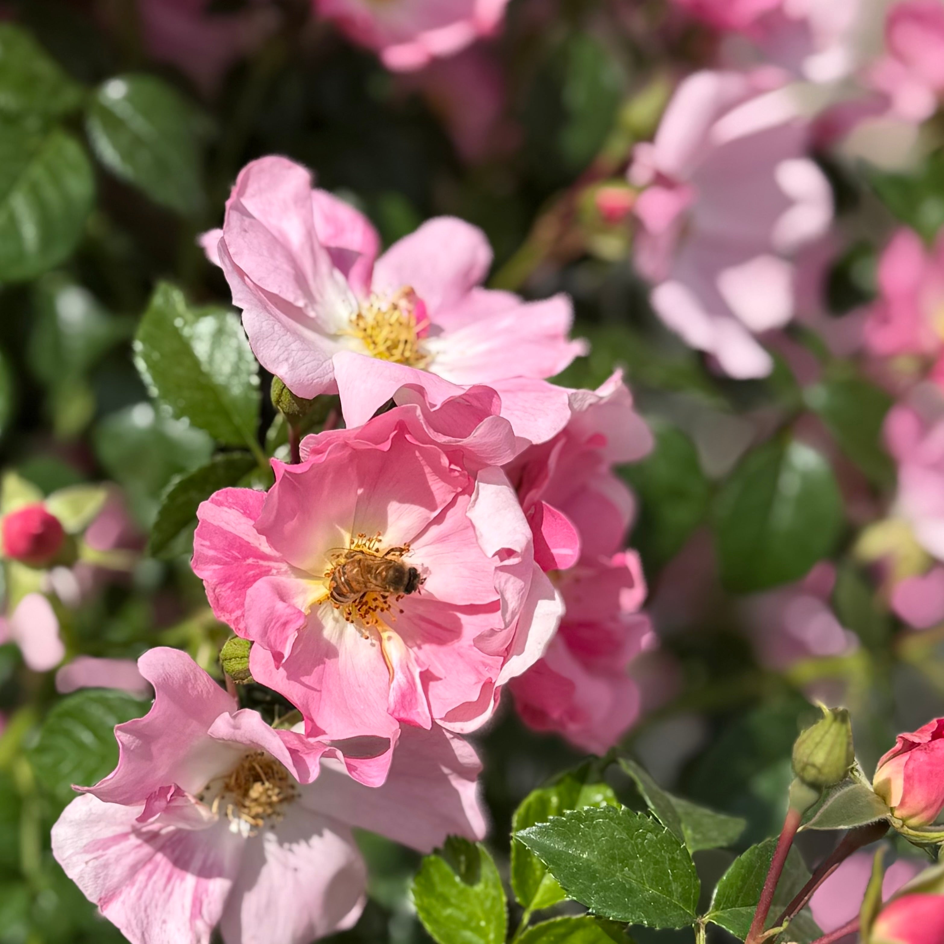 Forever & Ever® Pink Potted Rose Bush