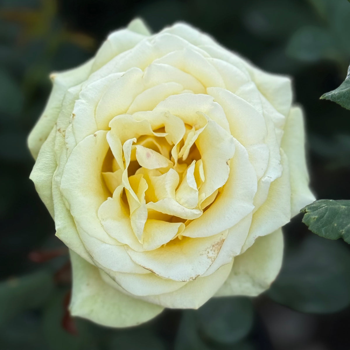 St. Patrick™ Potted Tree Rose