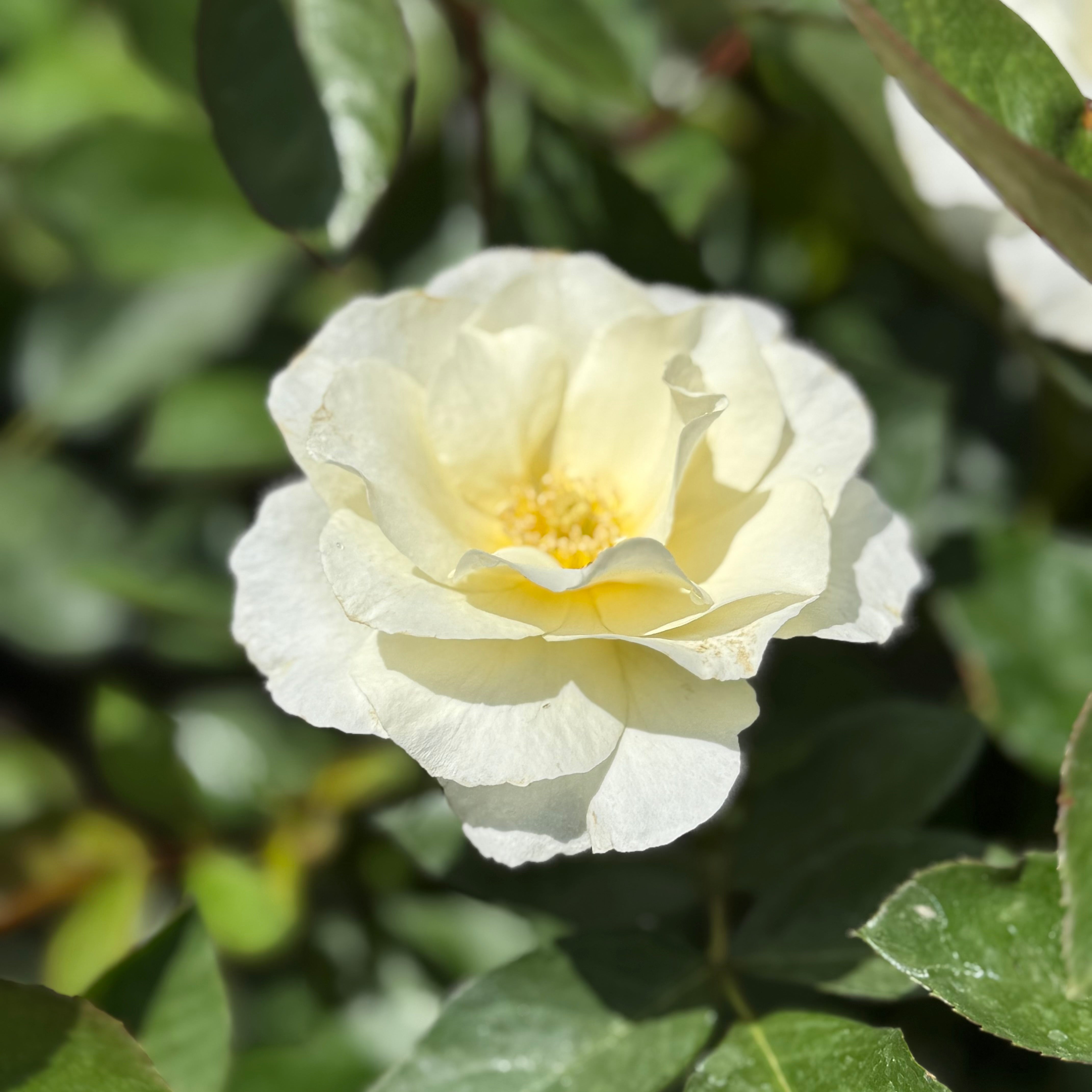 White Simplicity® Potted Rose Bush