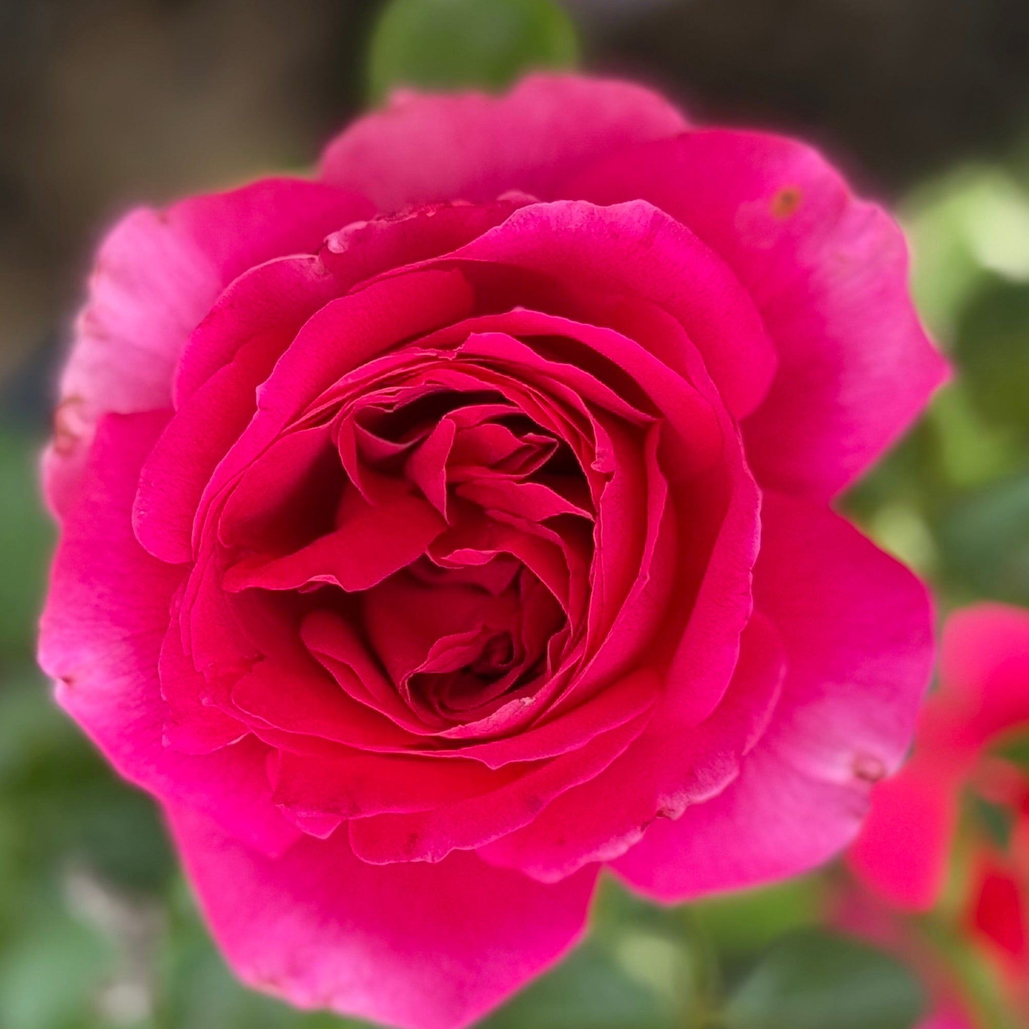 Voluptuous! Potted Rose Bush