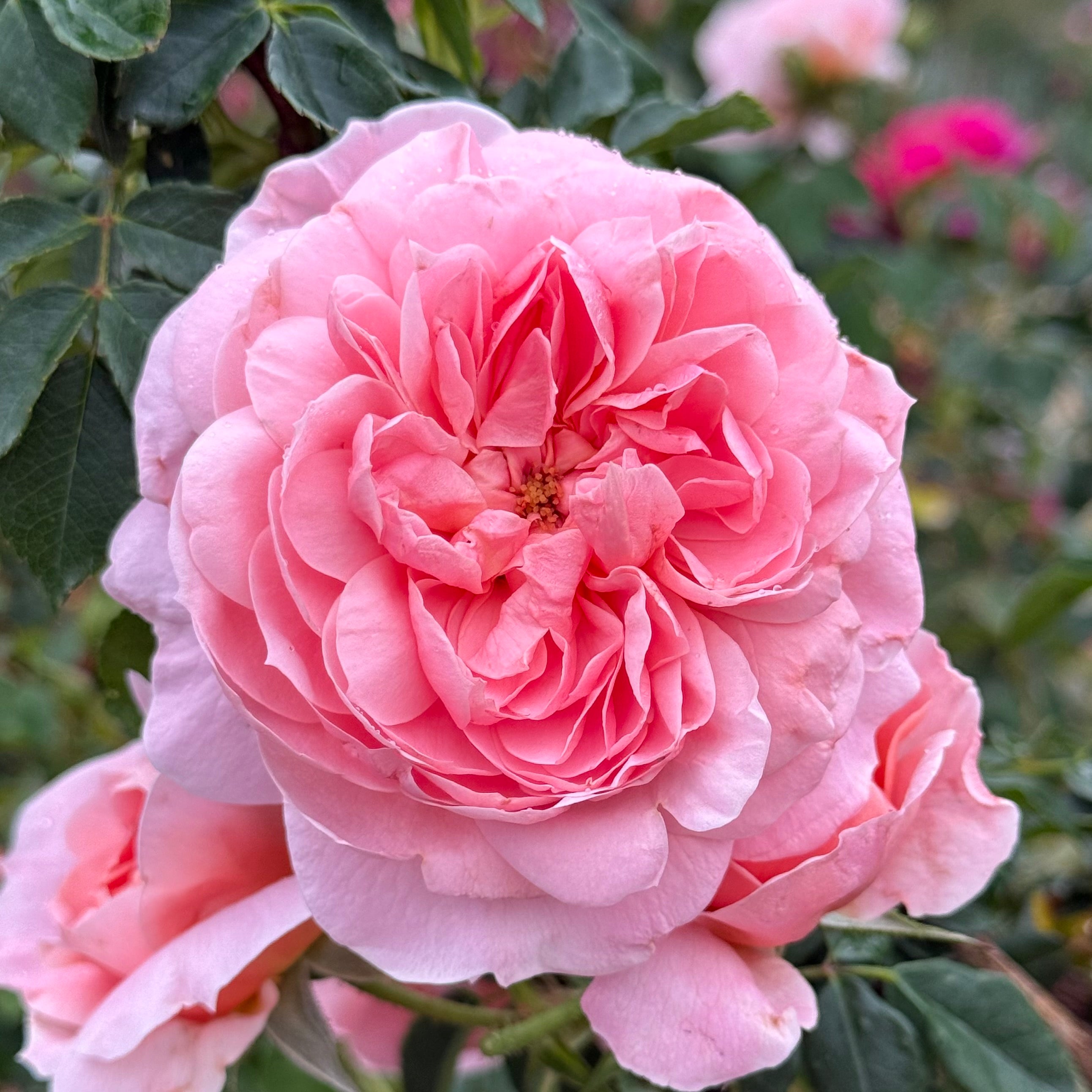 Colette Climbing Rose | Fragrant Pink Climbing Rose | Grace Rose Farm