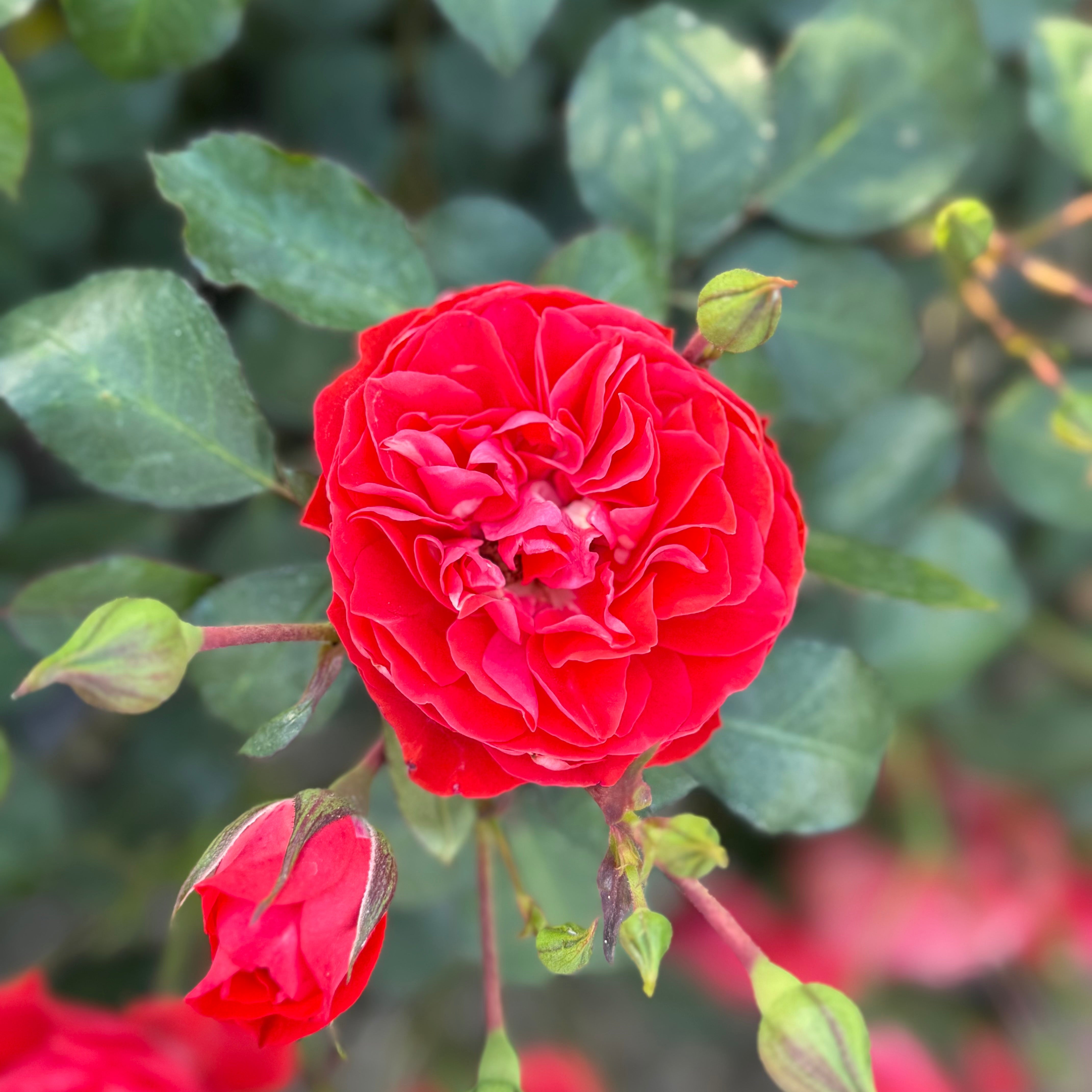 Burst of Joy™ Potted Rose Bush