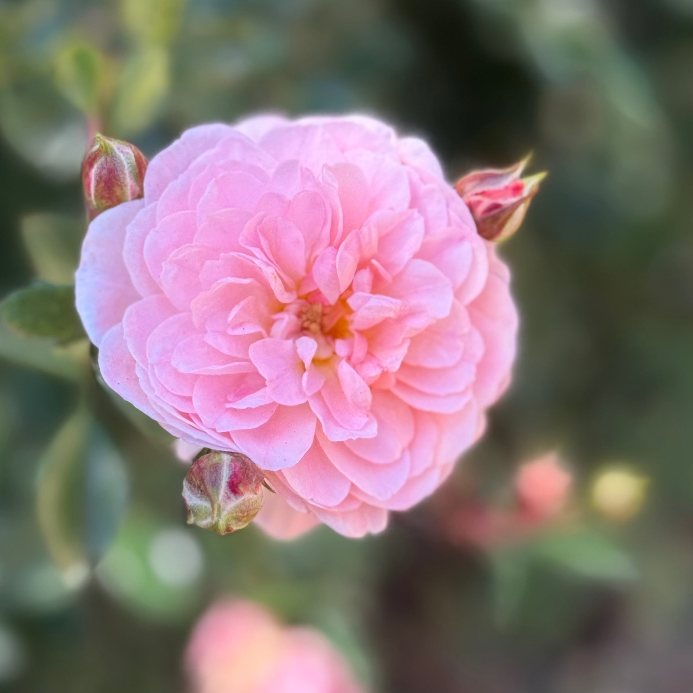 Blushing Drift Potted Rose Bush | Blush Groundcover Rose | Grace