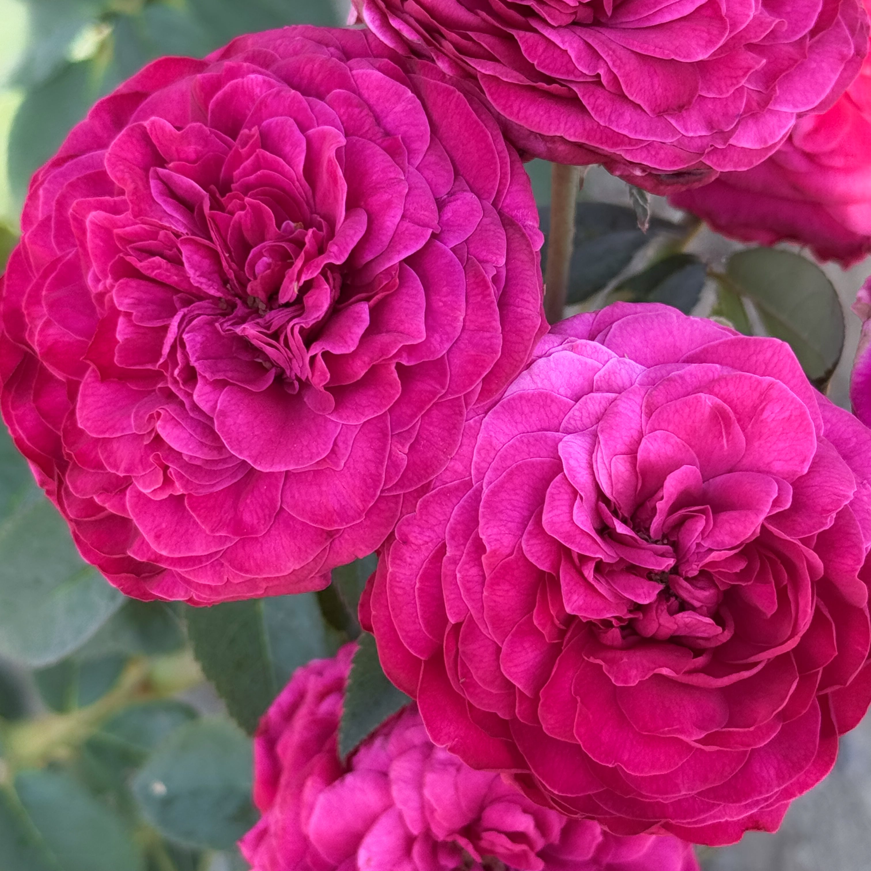 トップス rose Delphine Grace Potted Rose Bush | Estate Rose Collection | Grace