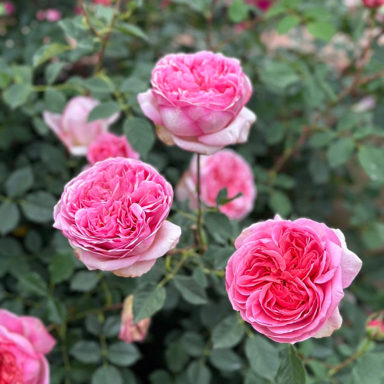 Boscobel Potted Rose Bush