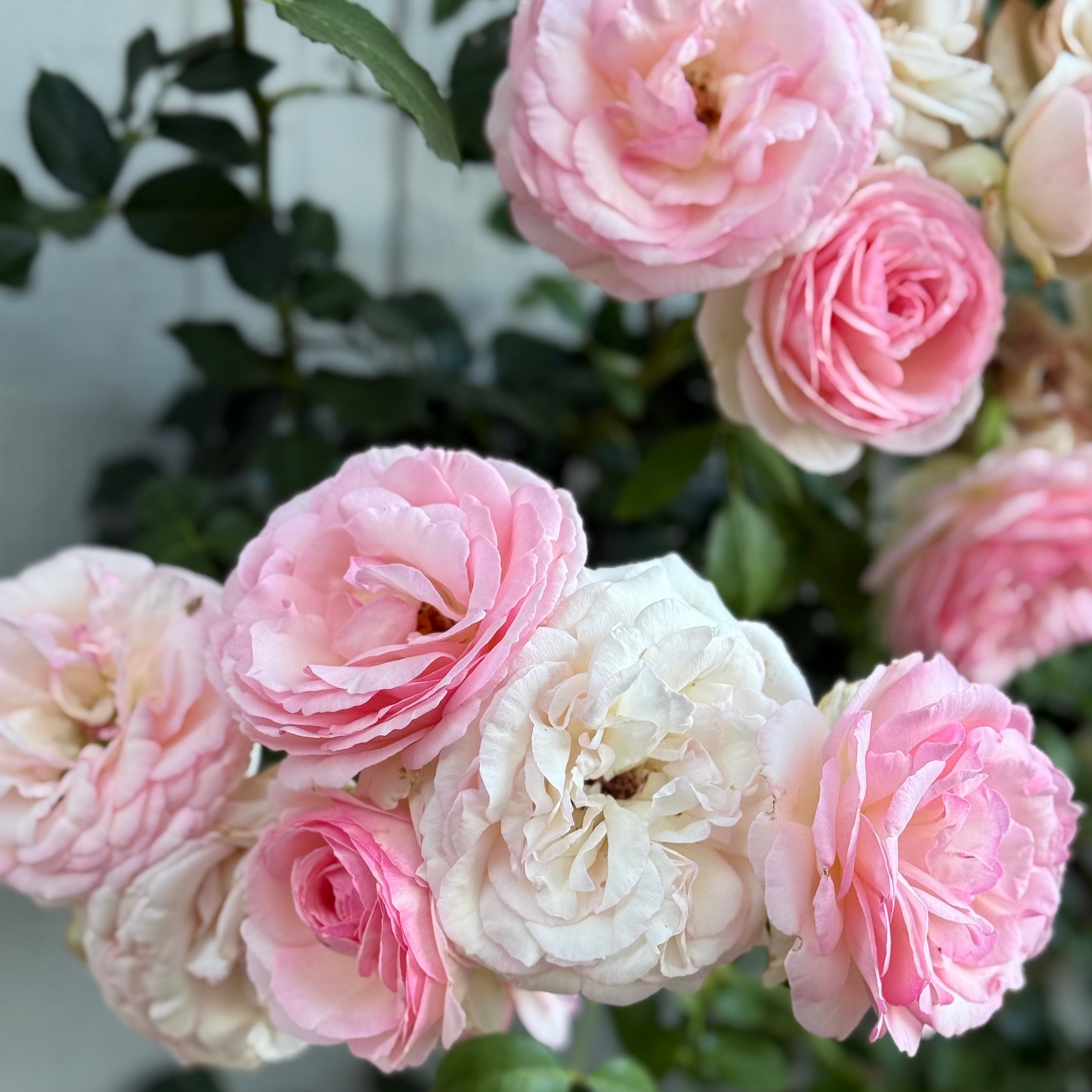 Eden Climber® Potted Climbing Rose