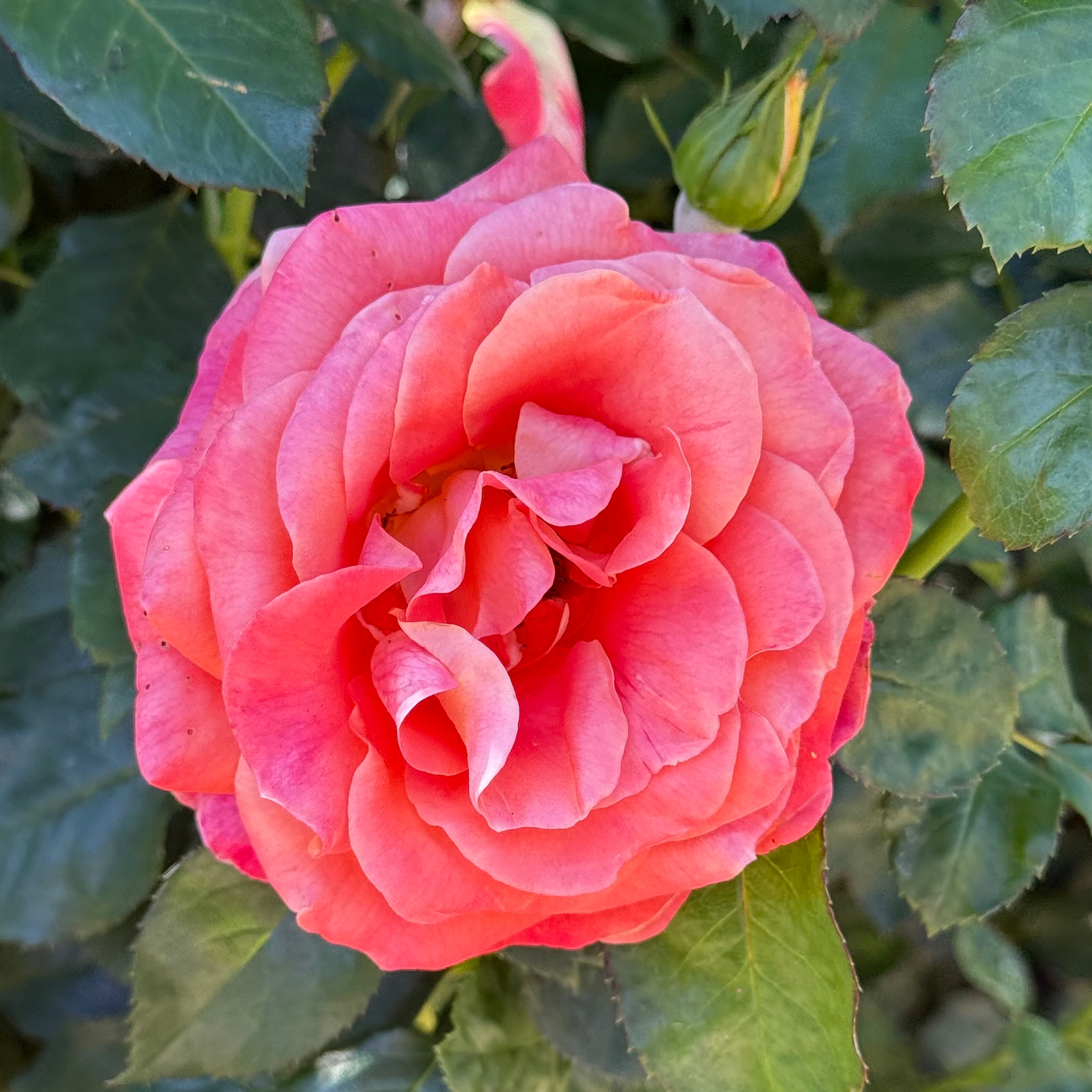 Burst of Joy™ Potted Rose Bush