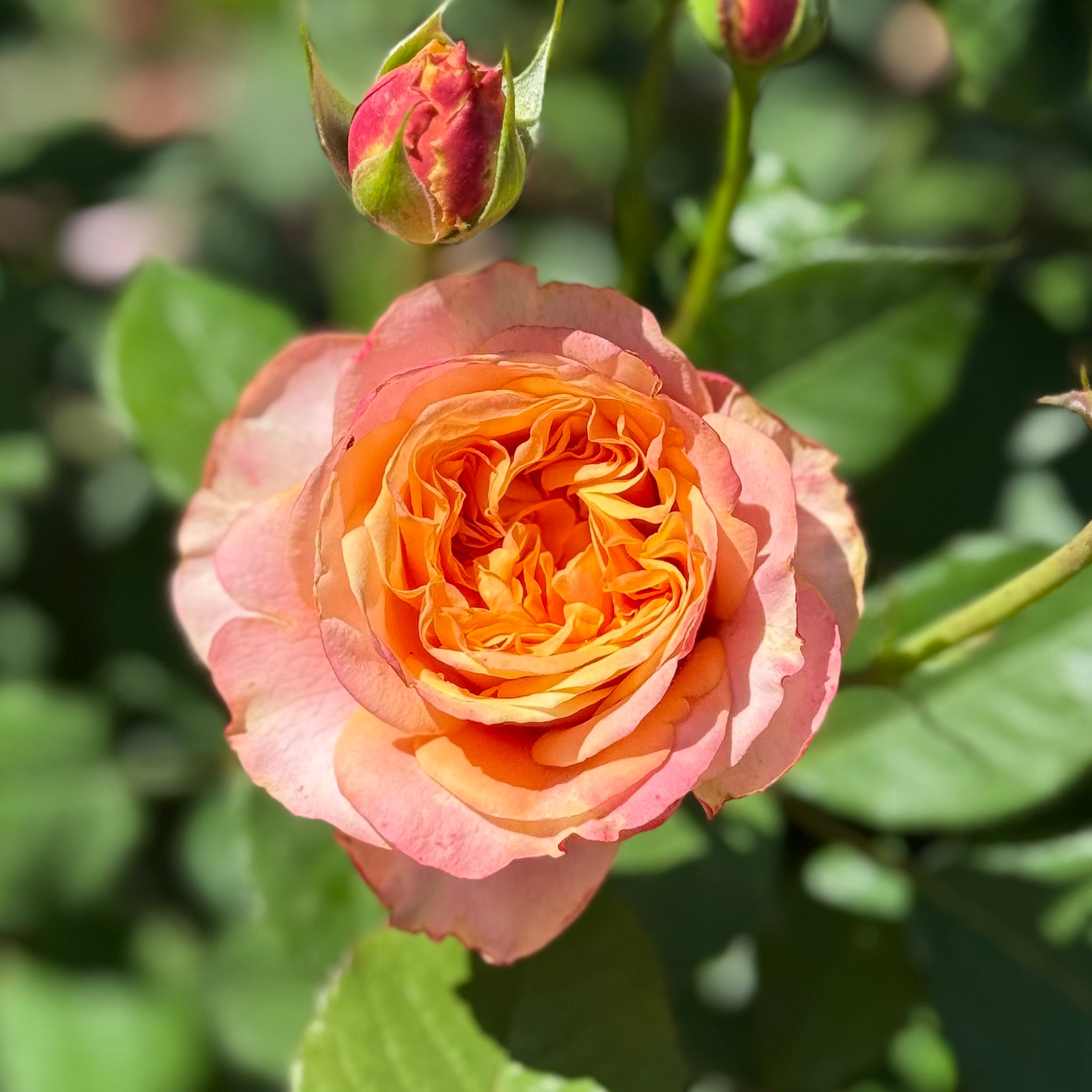 Sunbelt® Crazy Love™ Potted Rose Bush - Grace Rose Farm