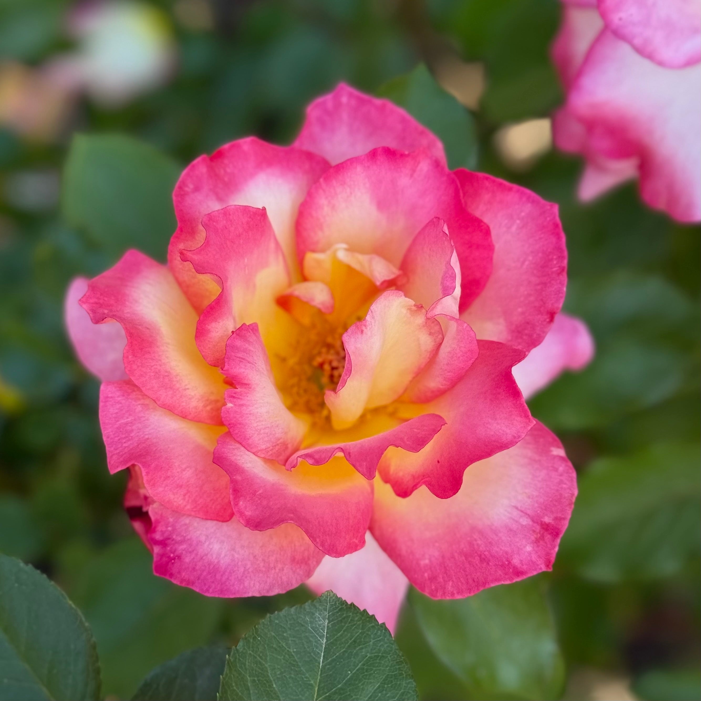 レインボーローズドーム ３Set☆ Rainbow Sorbet Potted Rose Bush | Multicolor Rose Bush | Grace