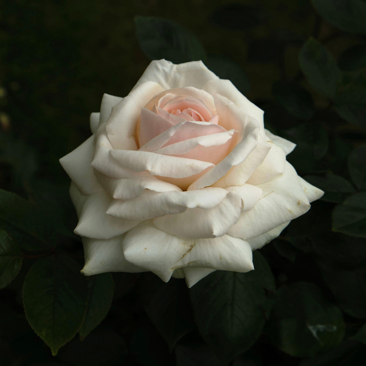 Swan Lake Rose Bush