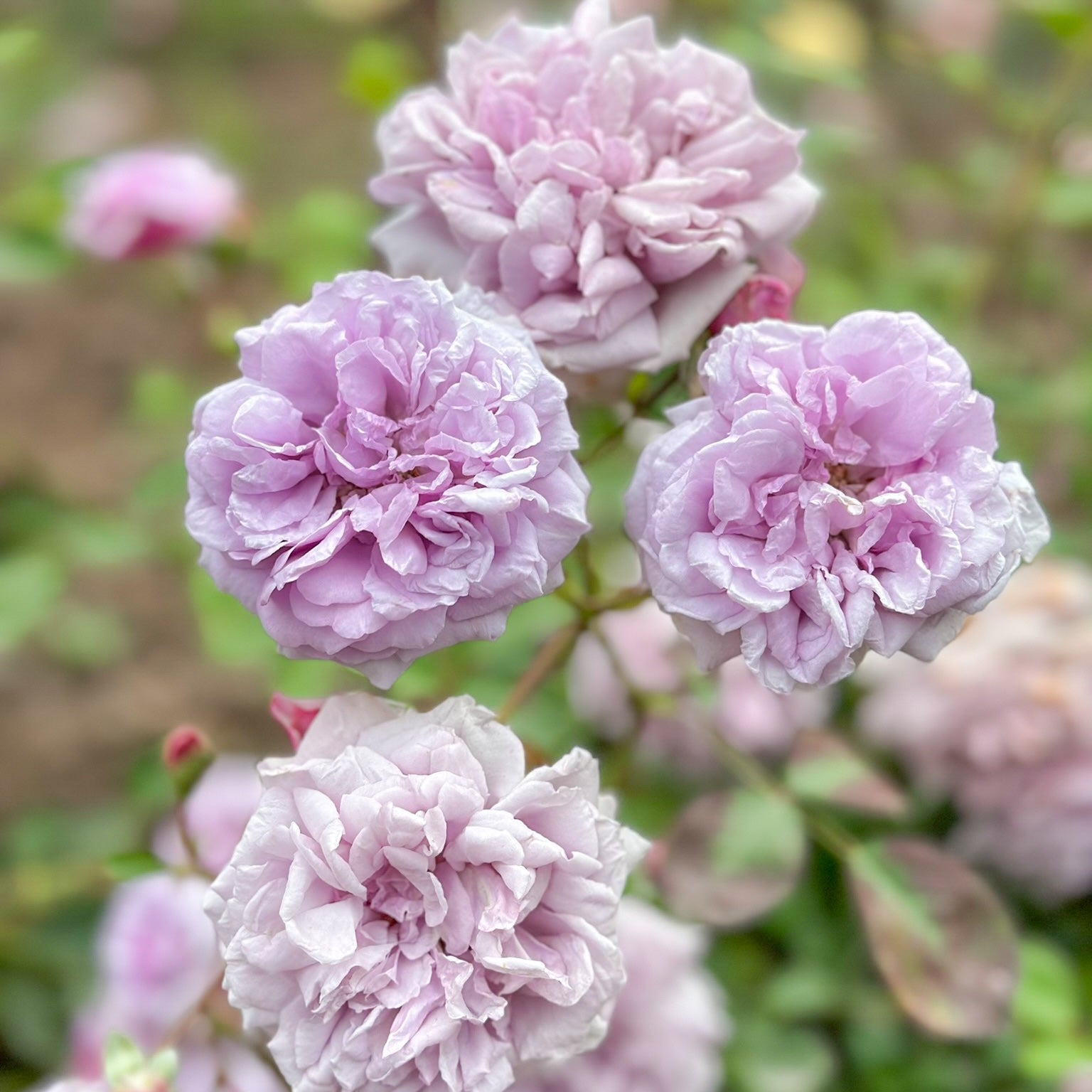 Rainy Blue Climbing Potted Rose Bush