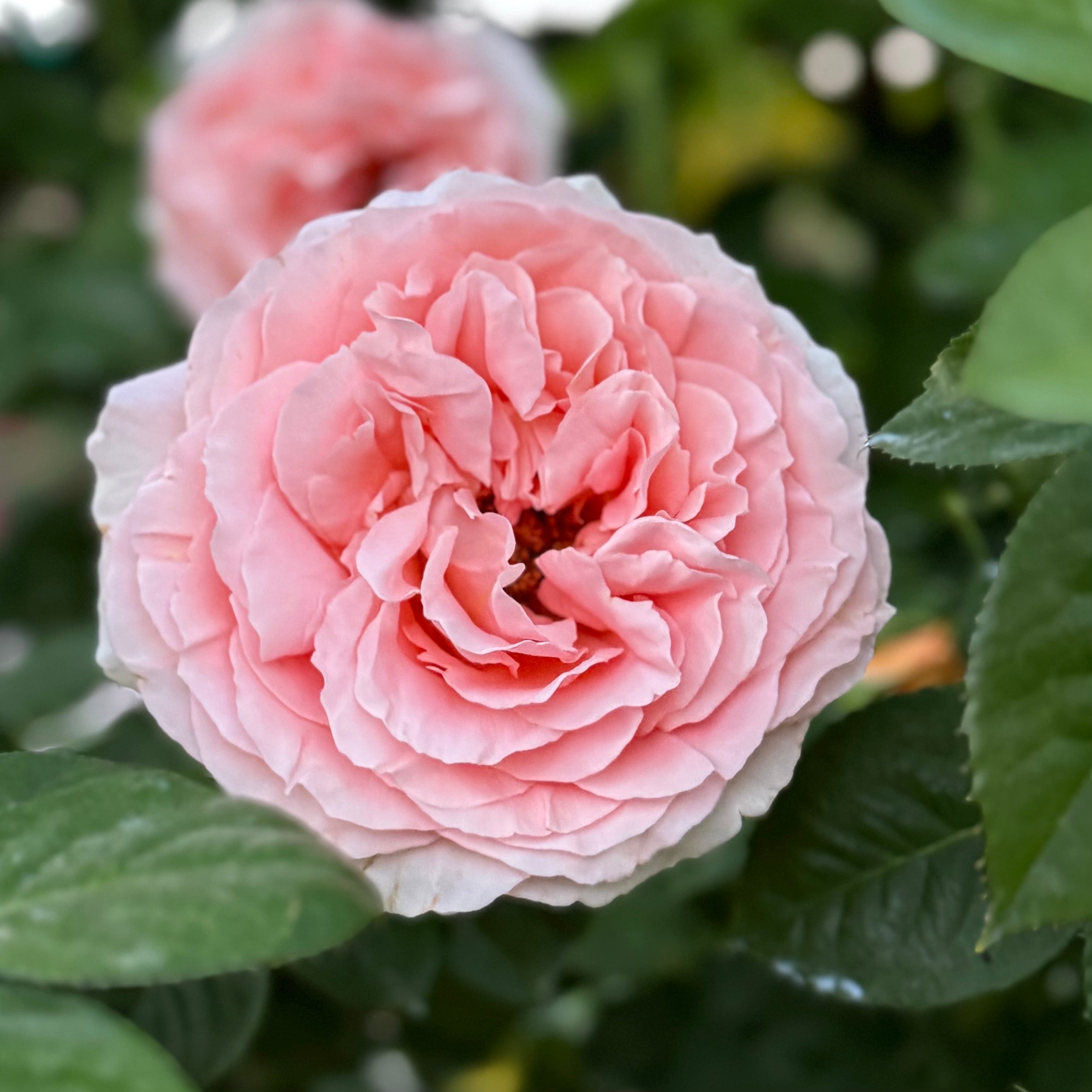 Peach Rose Bushes | Peach And Apricot Glow | Grace Rose Farm