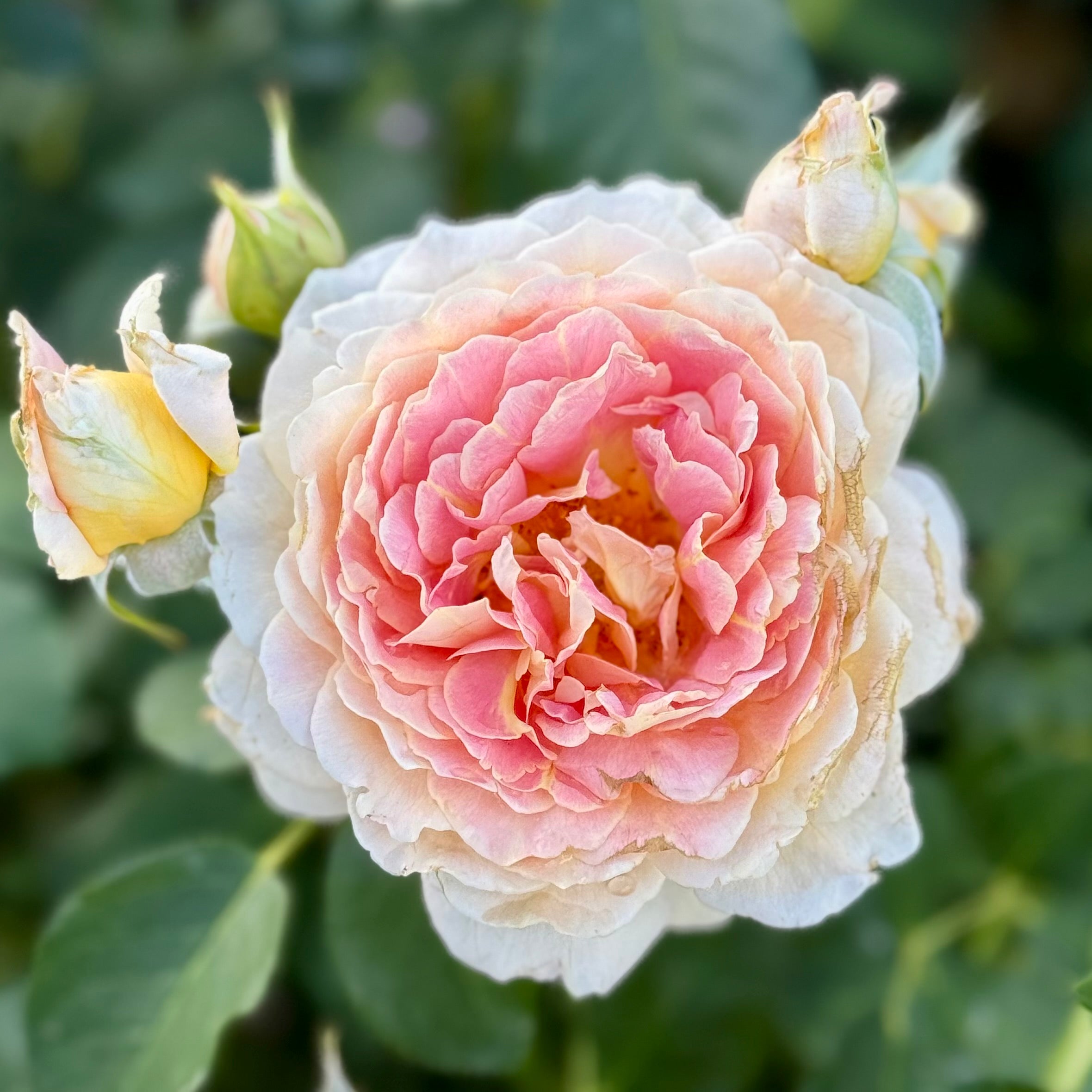 Fun in the Sun™ Potted Rose Bush