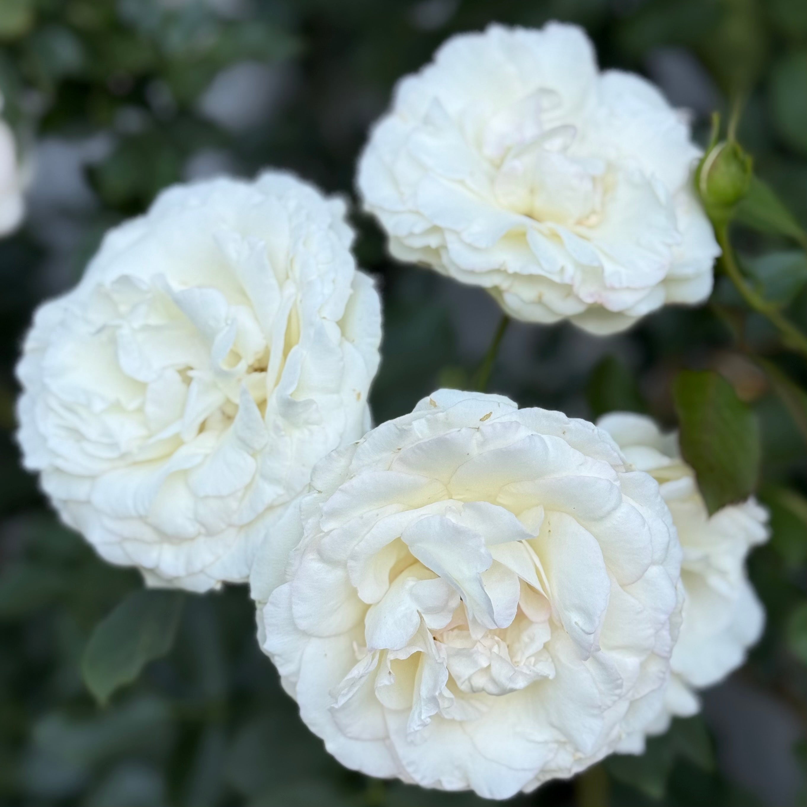 Eden Climber® White Potted Climbing Rose