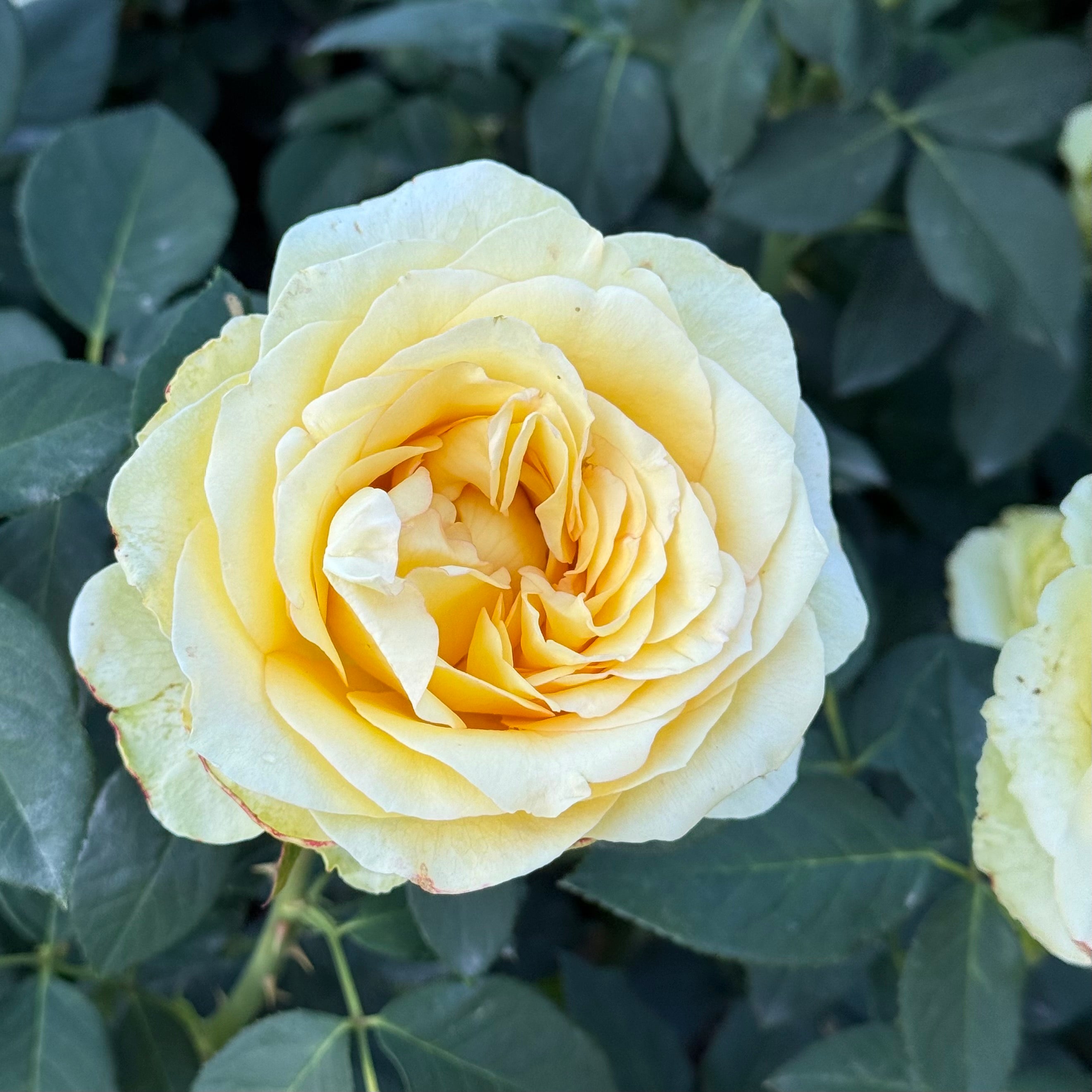 St Patrick™ Potted Rose Bush