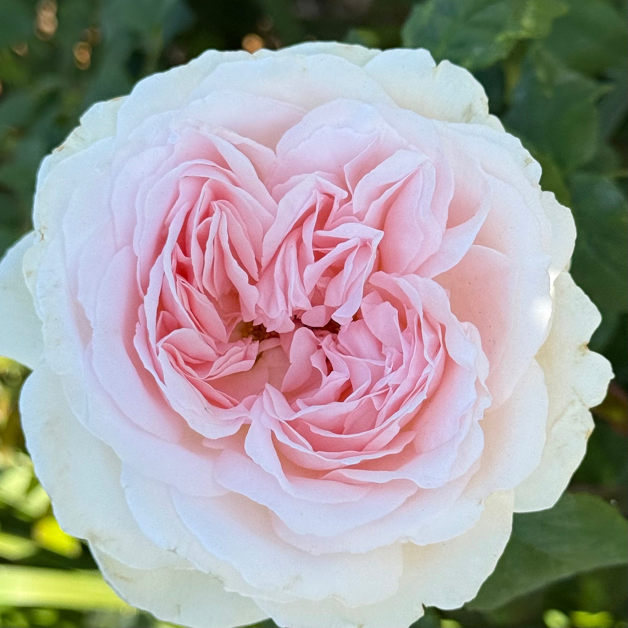 Sexy Rexy® Potted Rose Bush - Grace Rose Farm