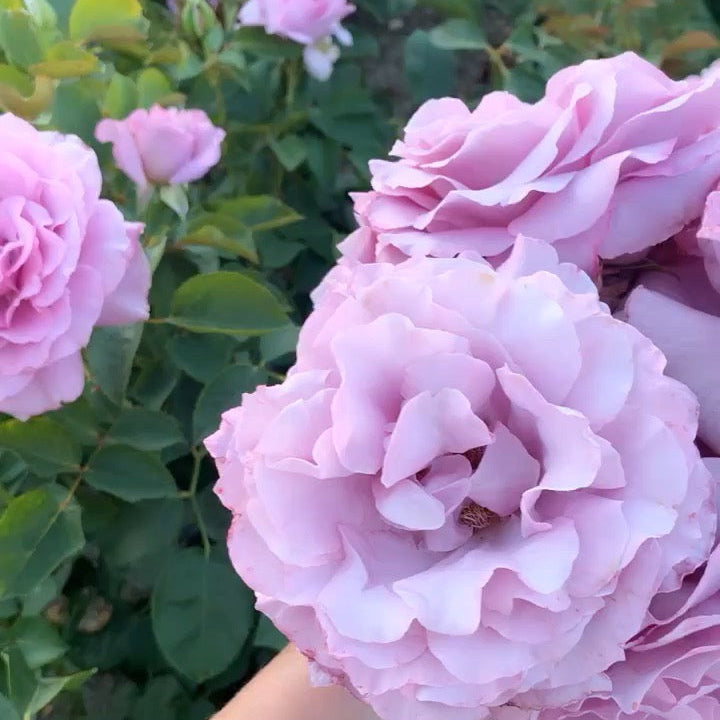 Love Song™ Potted Tree Rose