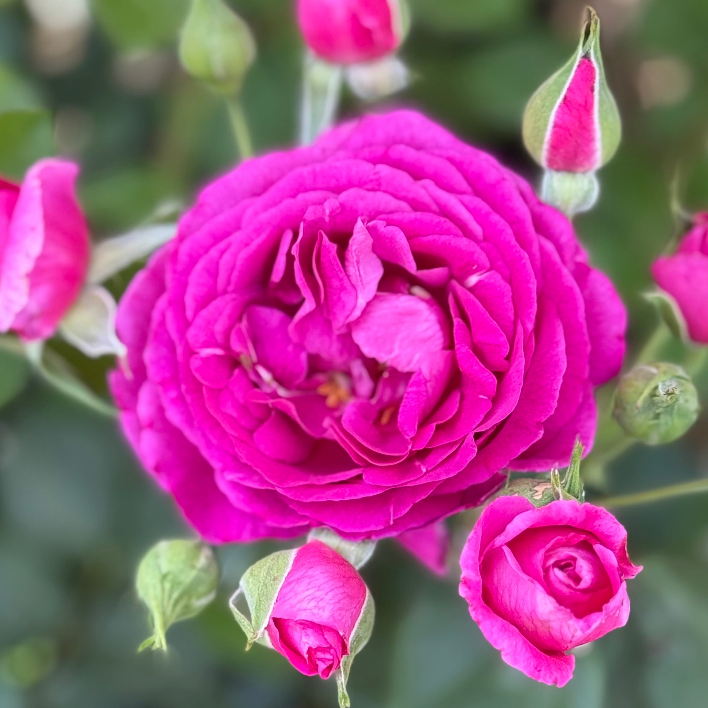Purple Aura™ Potted Rose Bush