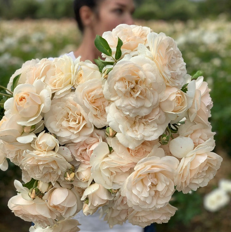 David Austin® Lichfield Angel Potted Rose Bush
