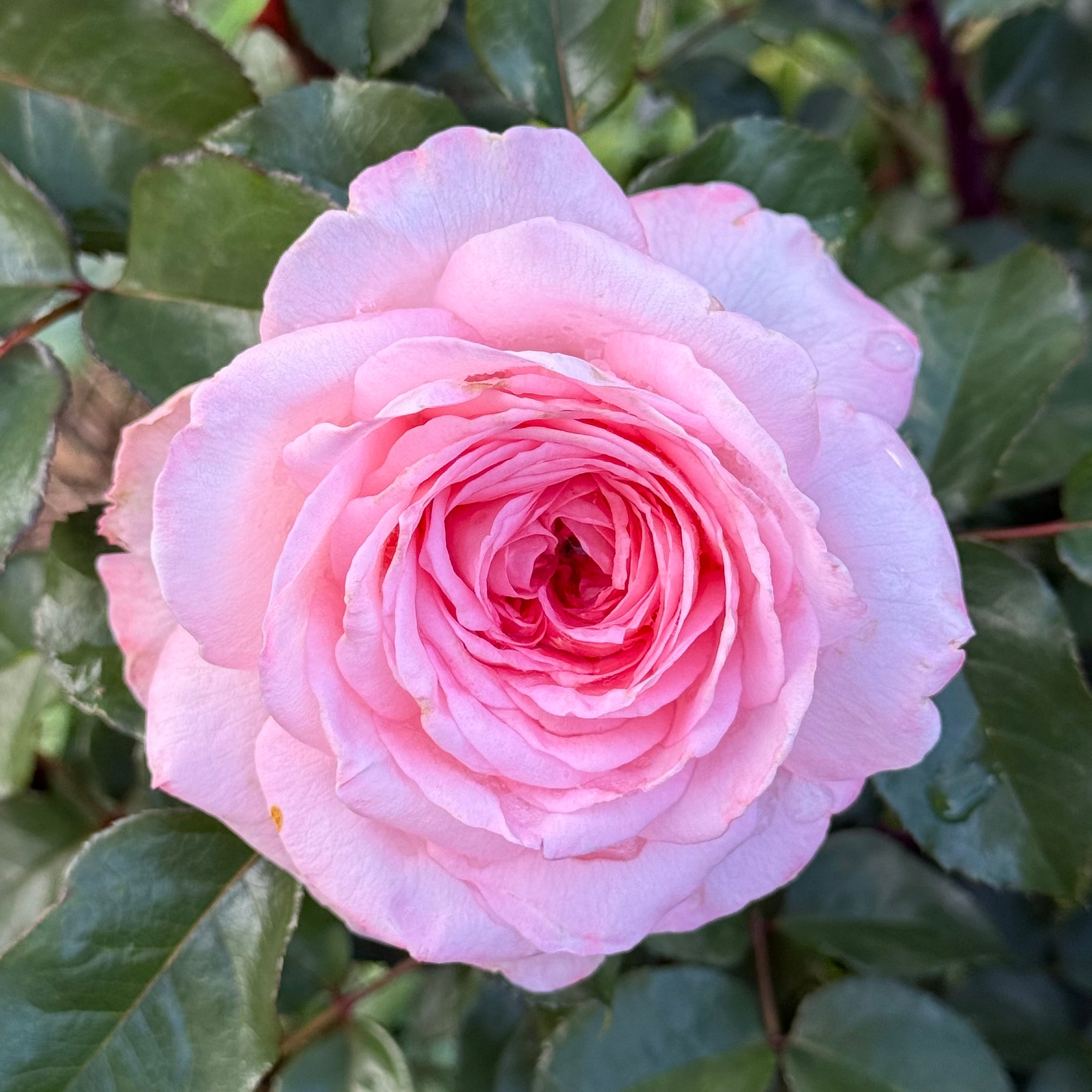 Savannah Potted Rose Bush | Apricot Rose Plant | Grace Rose Farm