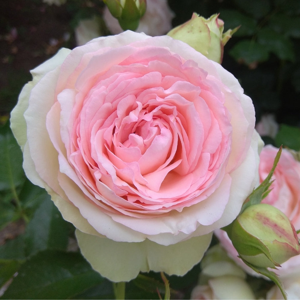Eden Climber®   Bare Root Climbing Rose