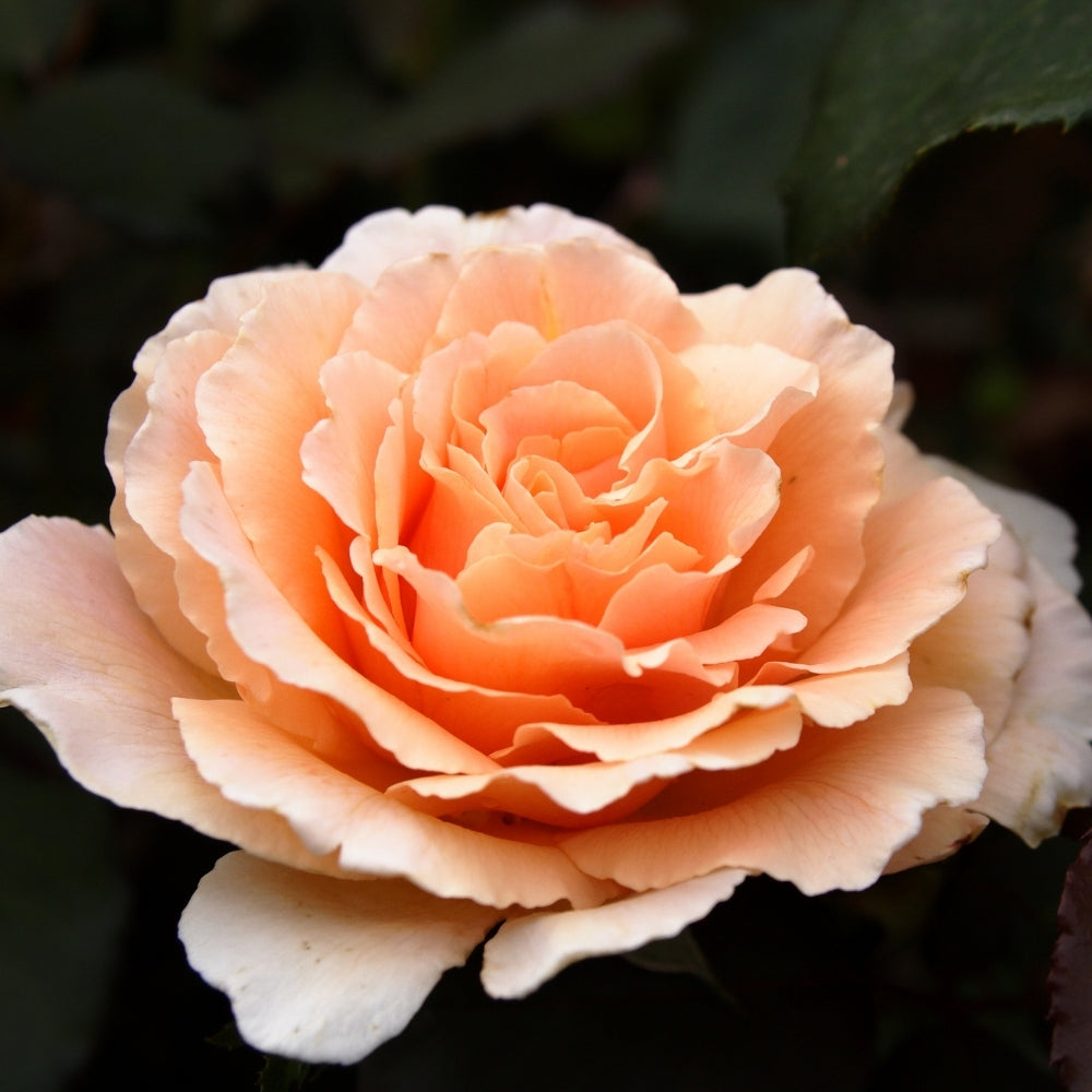 Weeks Roses Just Joey Rose Bush - Thumbnail 3