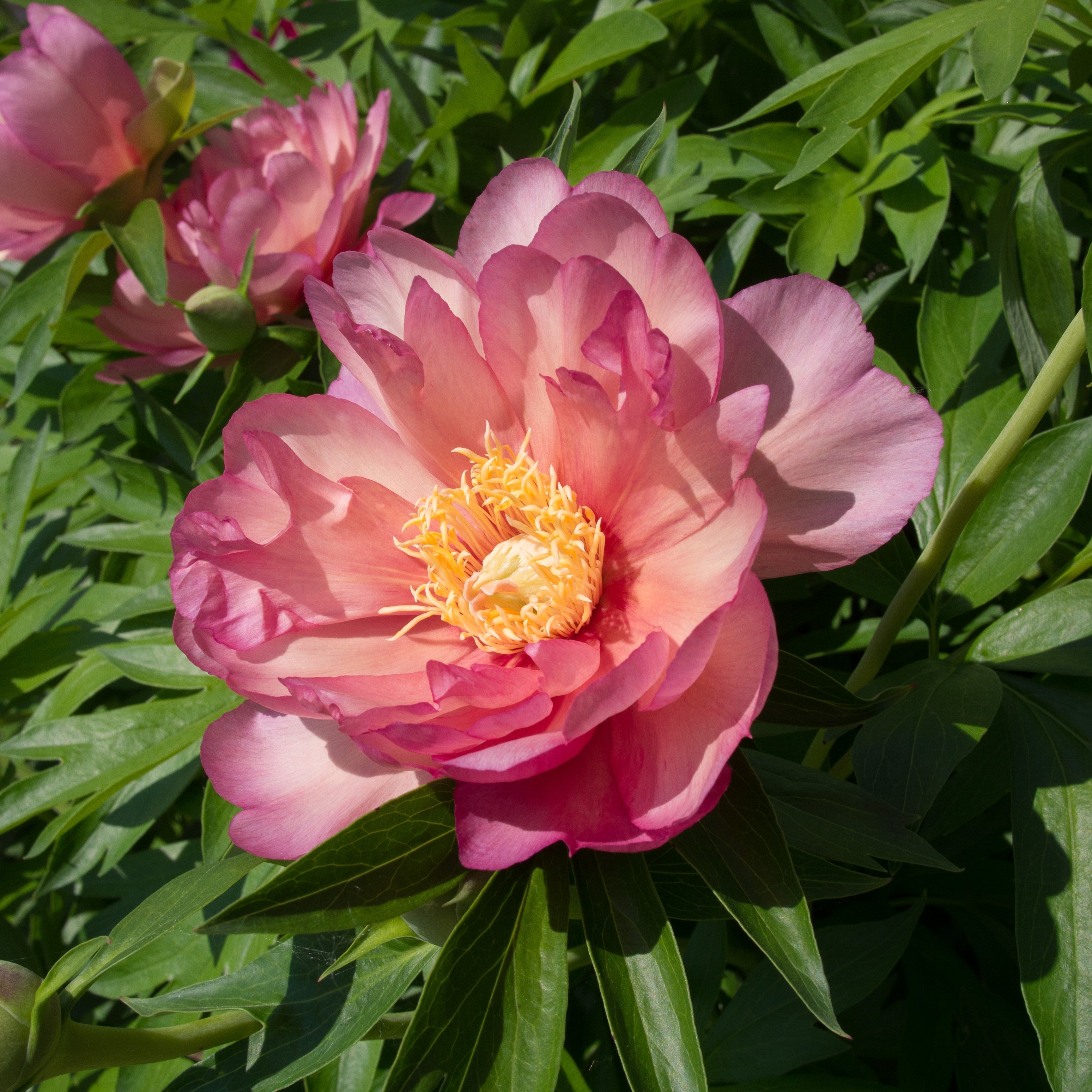 Peony 'Julia Rose'  Potted  Itoh Peony Plant