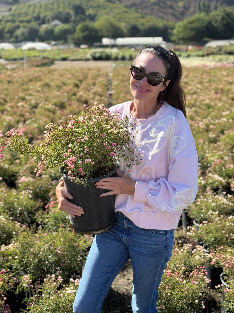 3 Gallon Potted Rose Bush