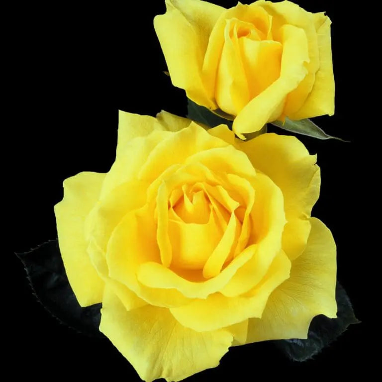 Mellow Yellow™ Potted Rose Bush